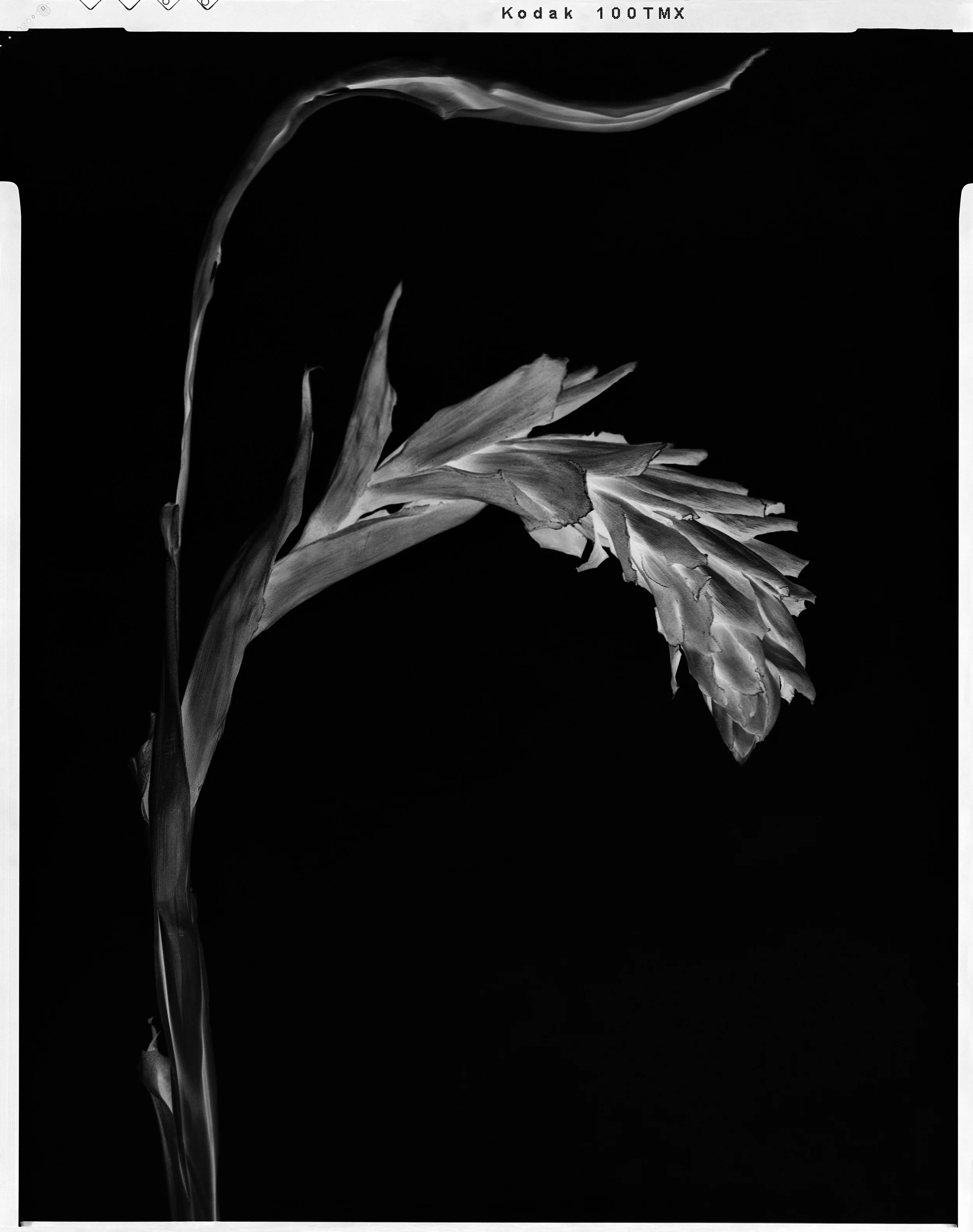 'Black Birds of Paradise_20'  2021