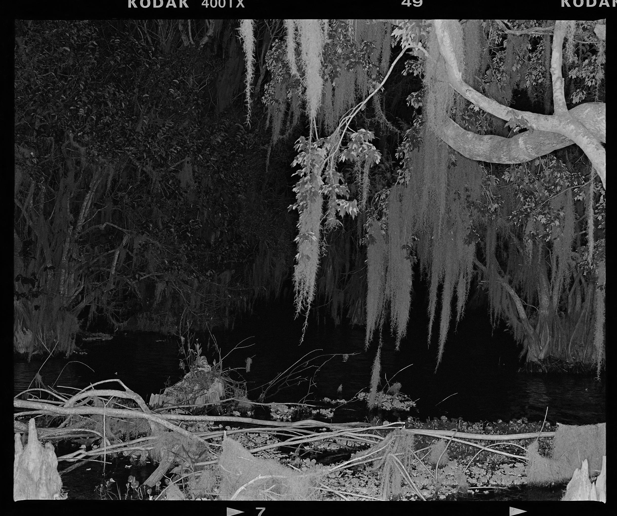 'Blue Cypress_05'  2019