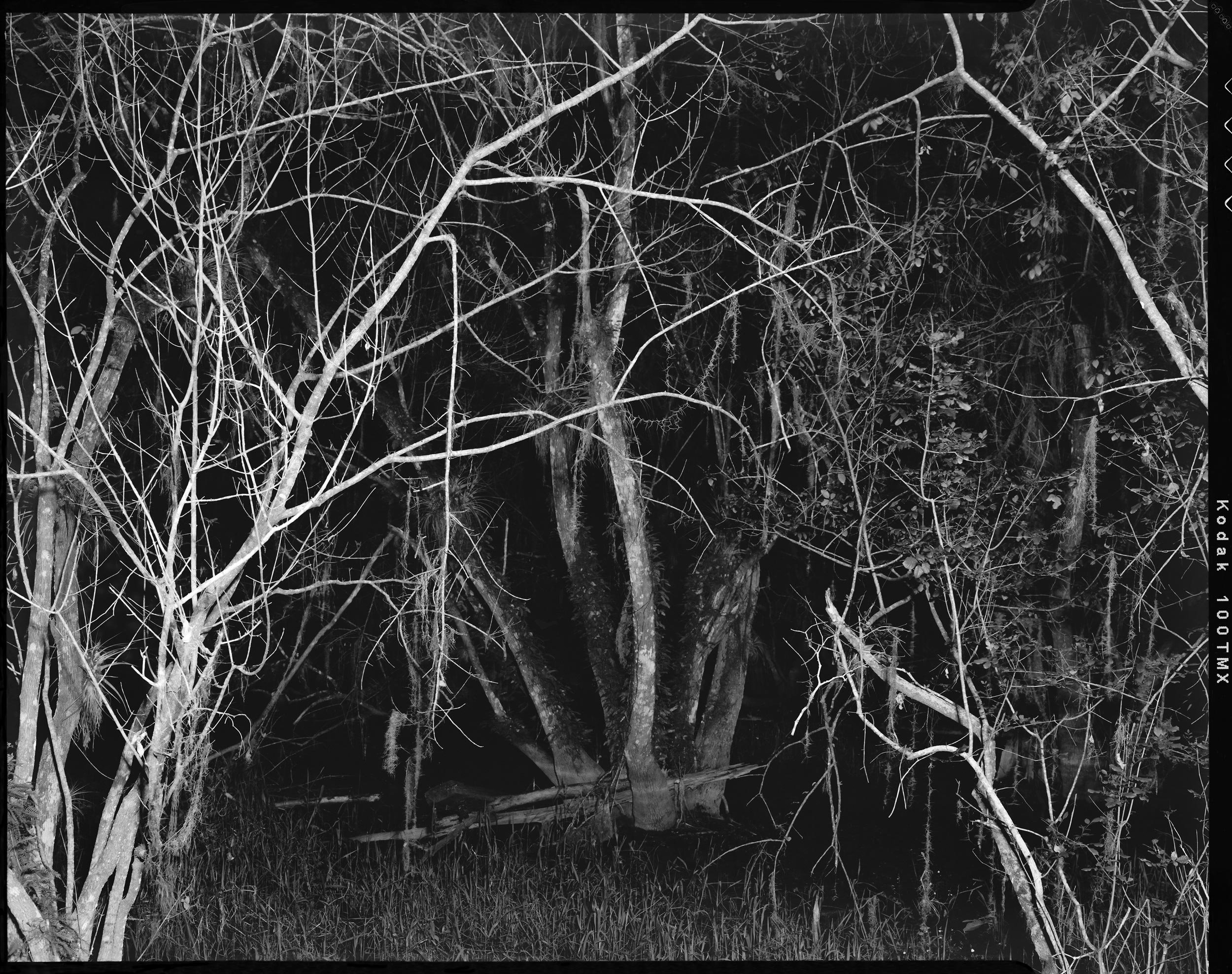 'Everglades_02'  2022