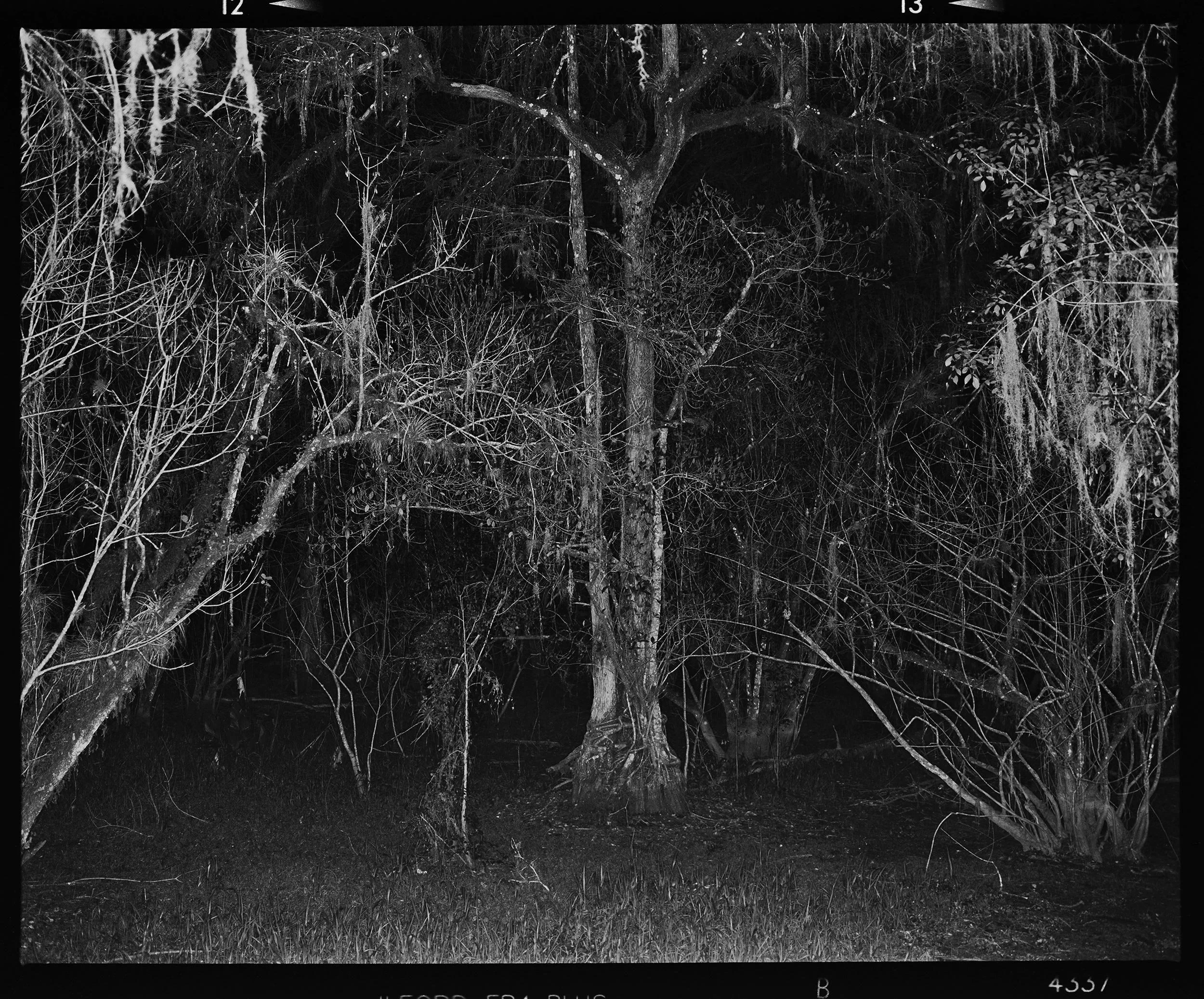 'Everglades_1408_12'  2017