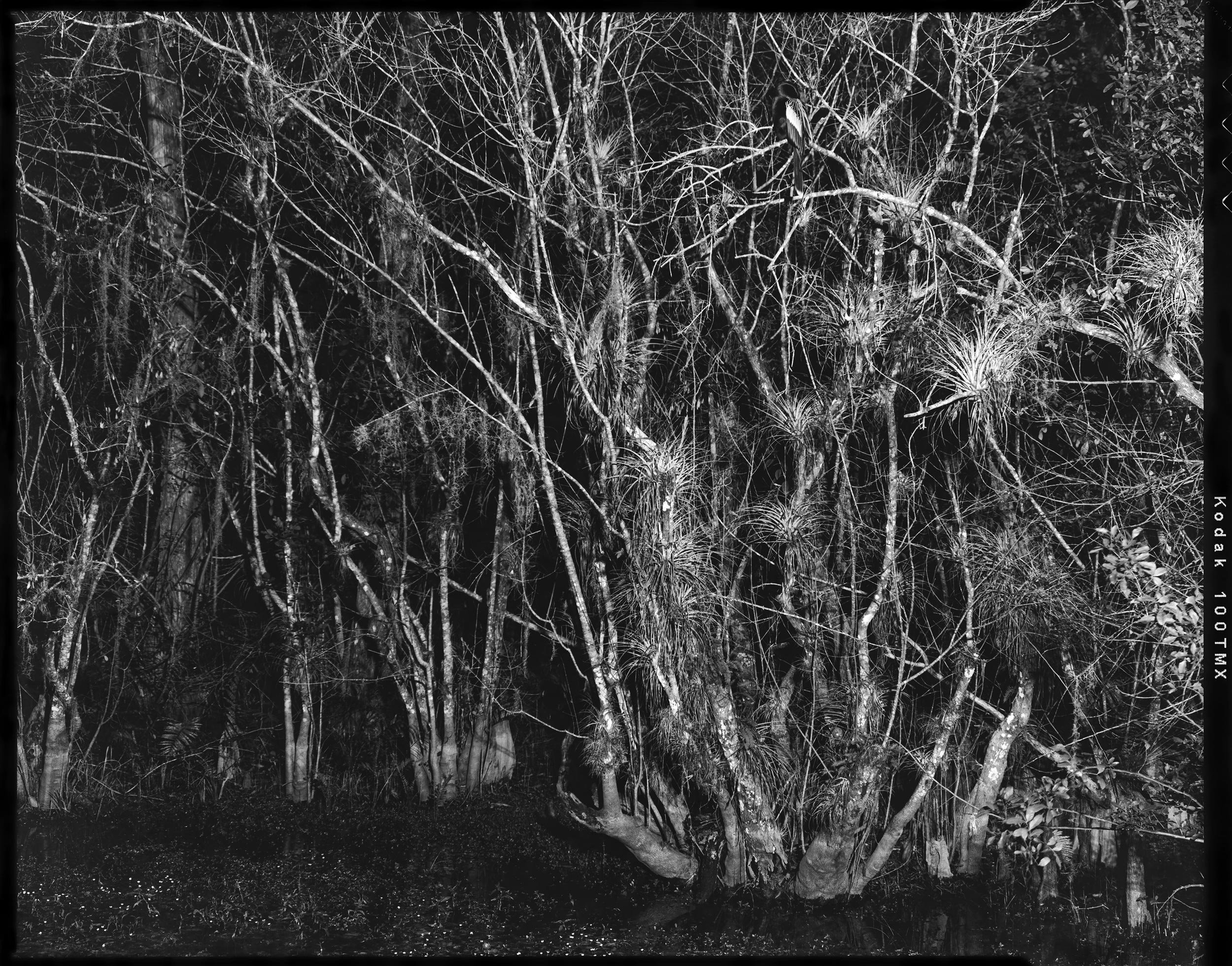 'Everglades_03'  2022