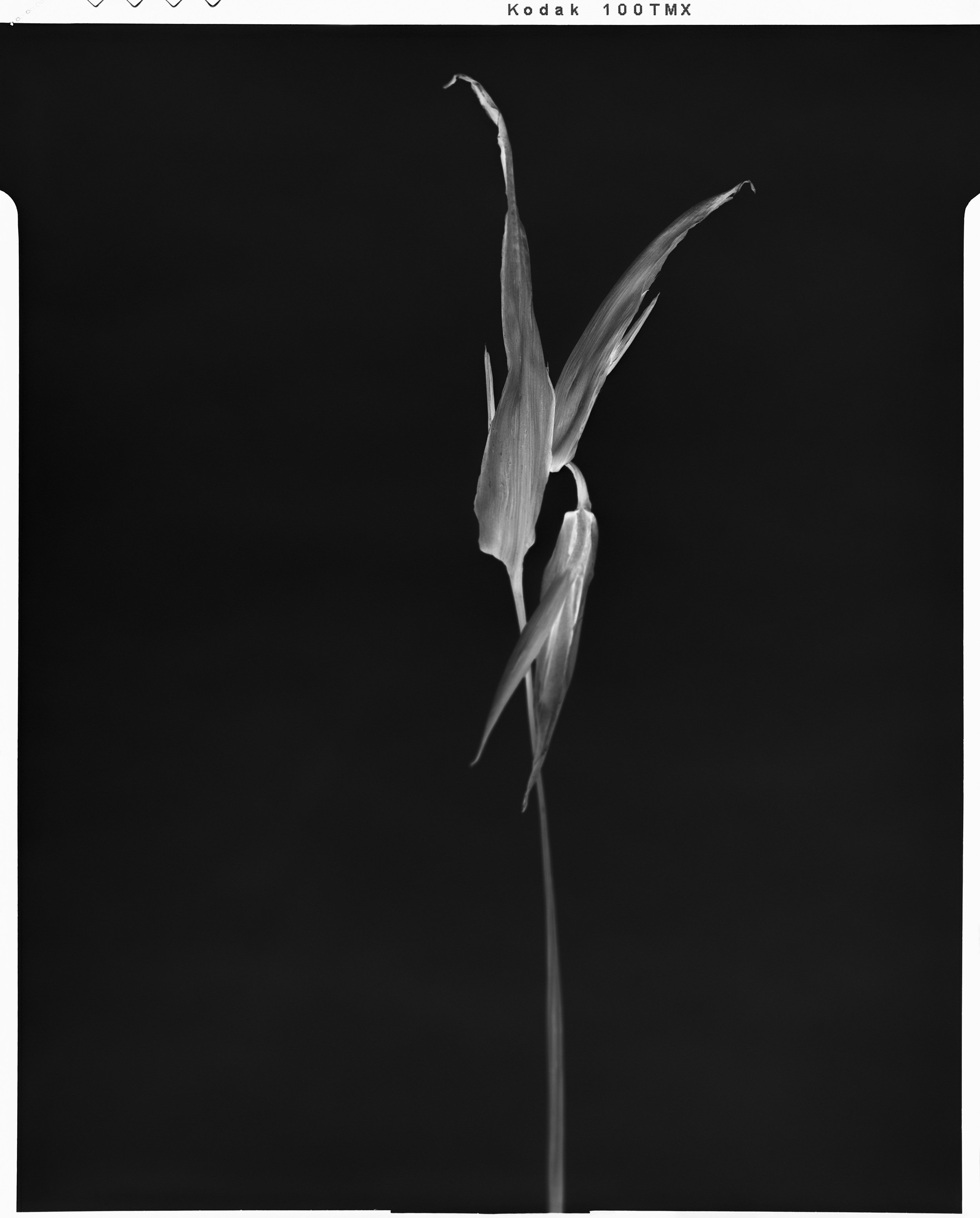 Black Birds of Paradise_14  2021.jpg