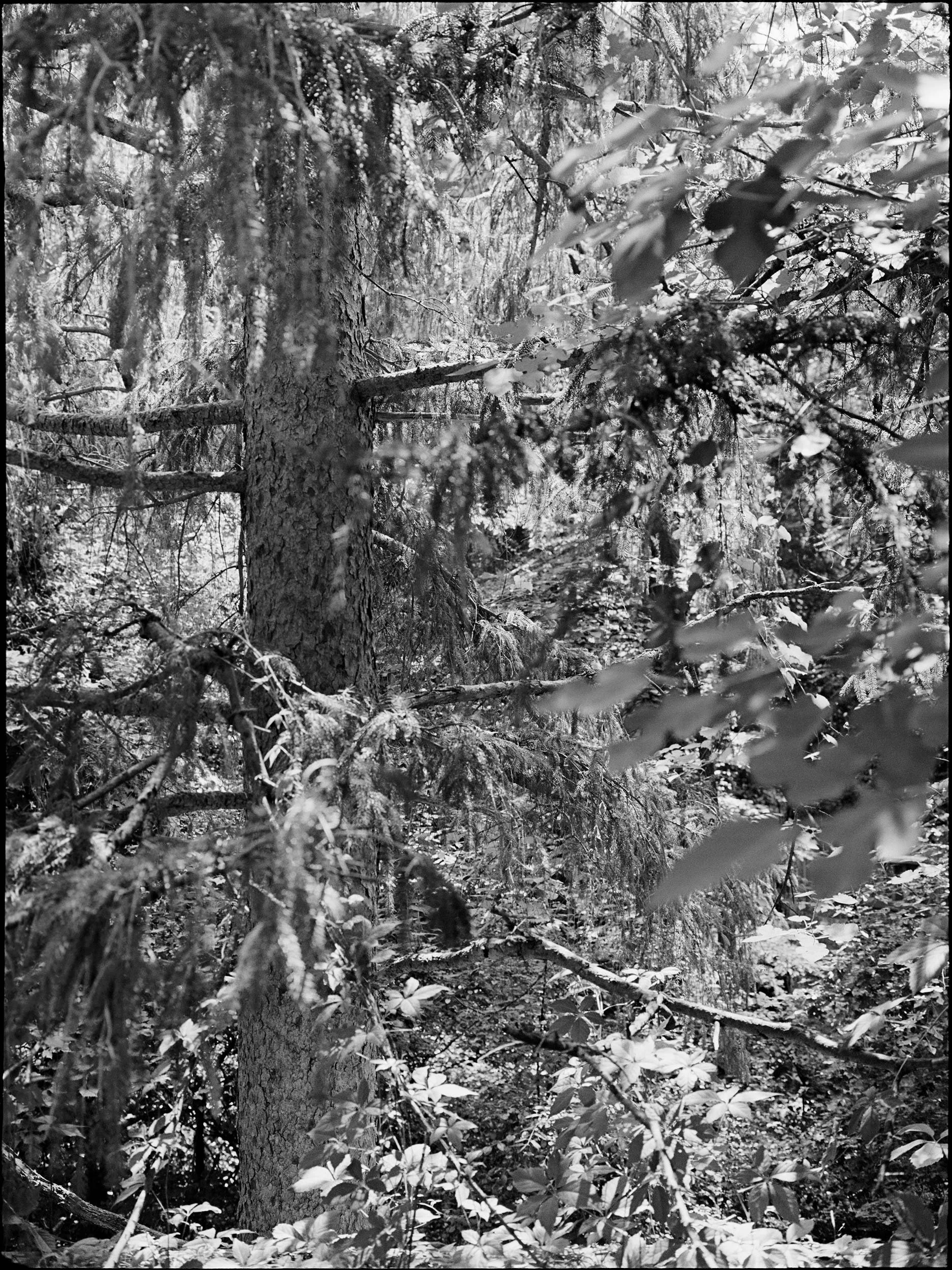 'Swimming with Mies 727_44'   Cranbrook 2018