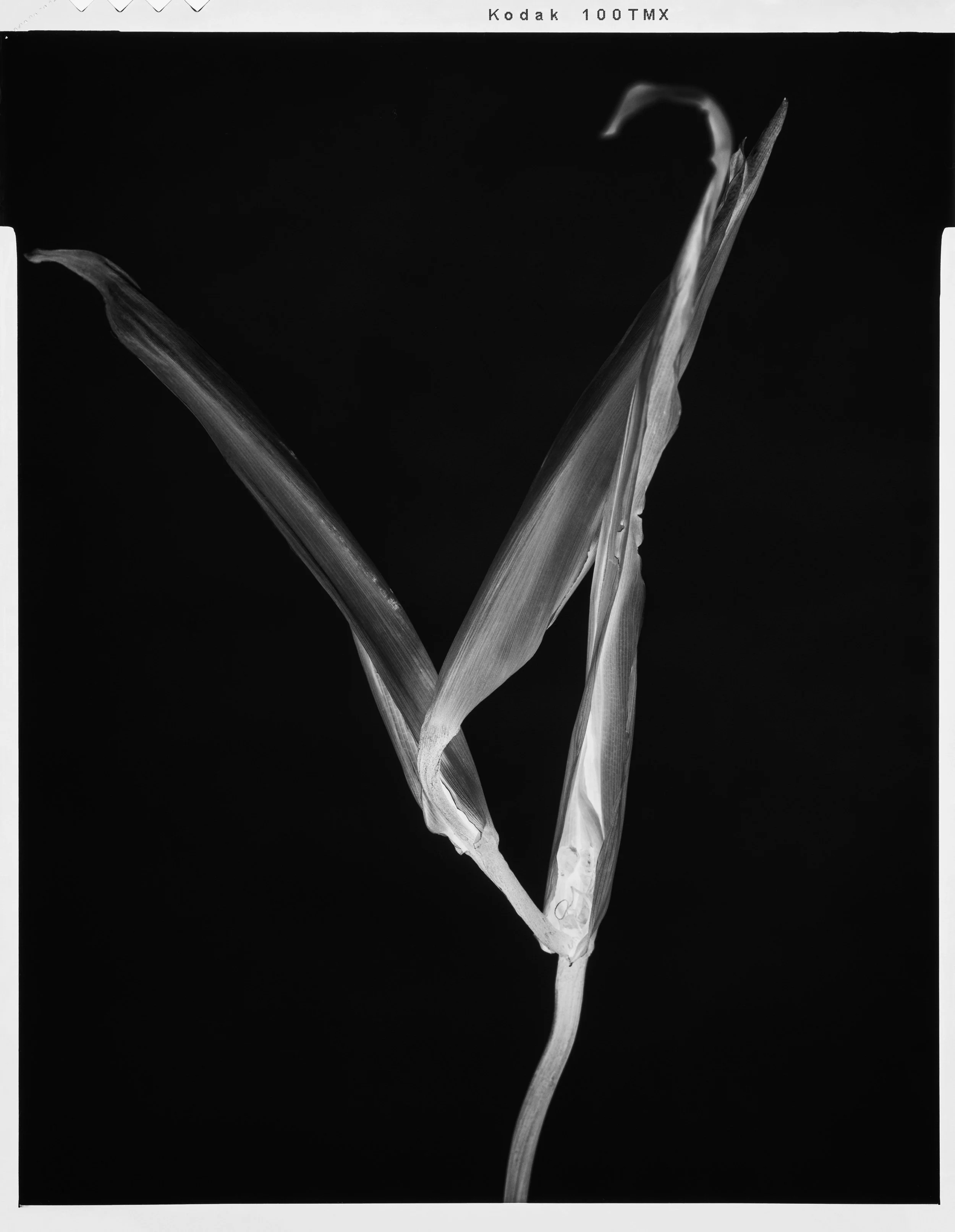 'Black Birds of Paradise_11'  2022