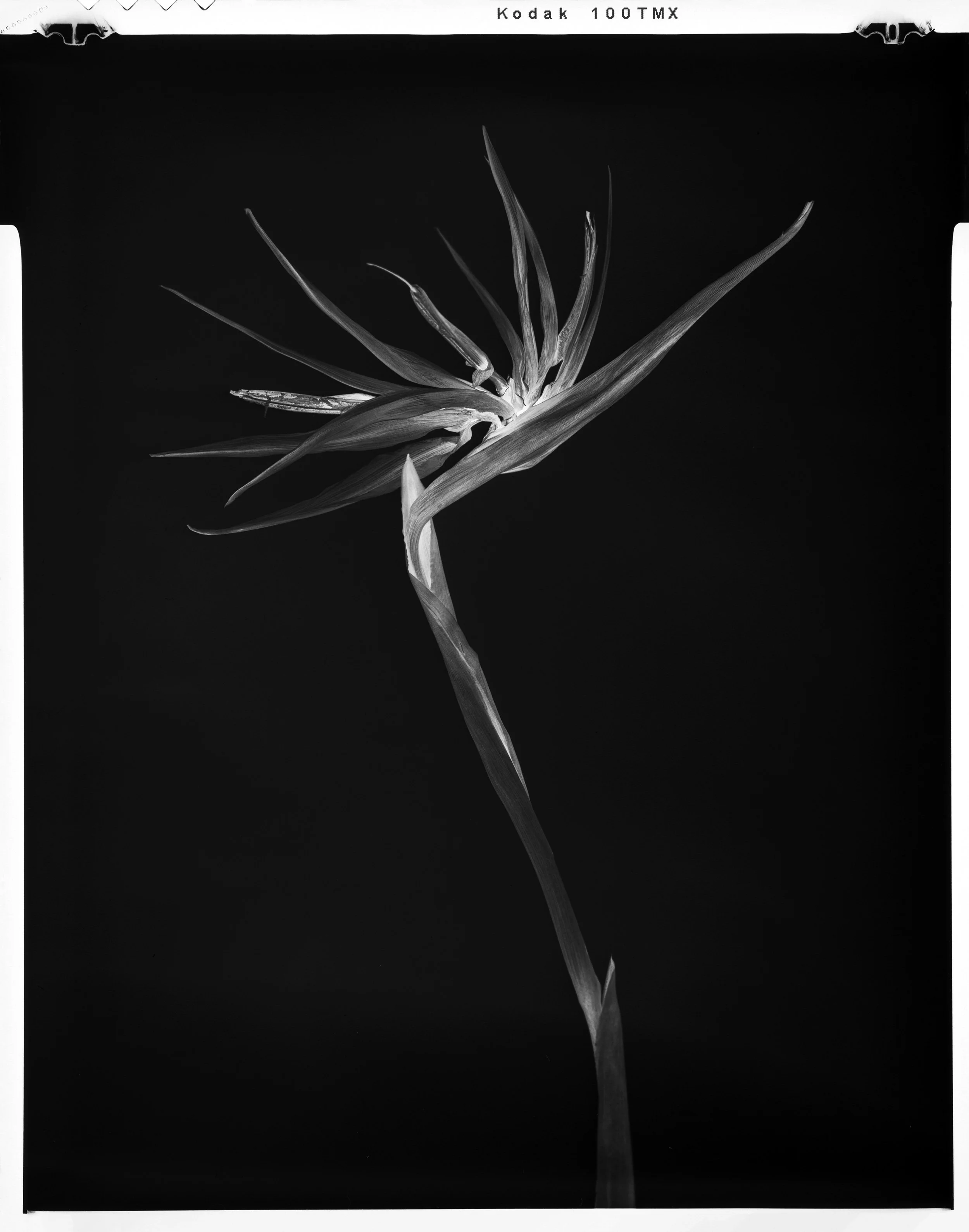 'Black Birds of Paradise_17'  2022