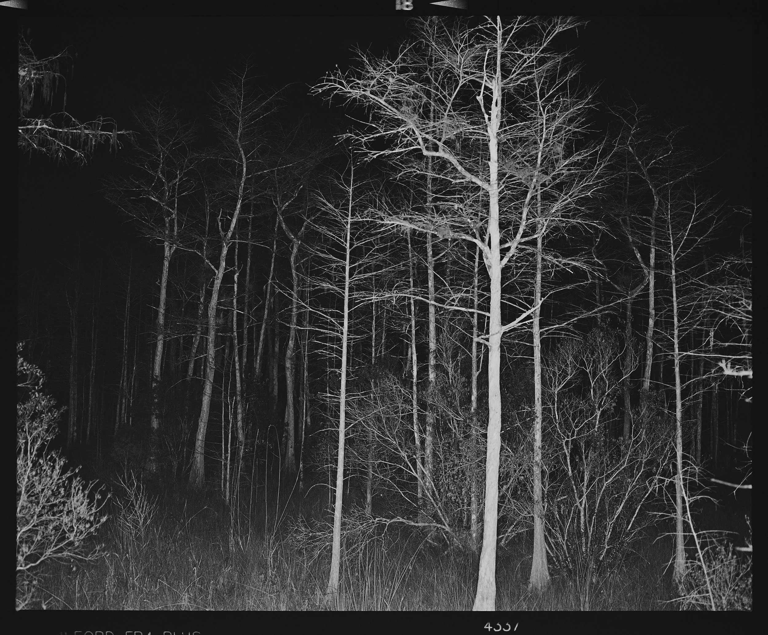 'Everglades_1408_18'  2017