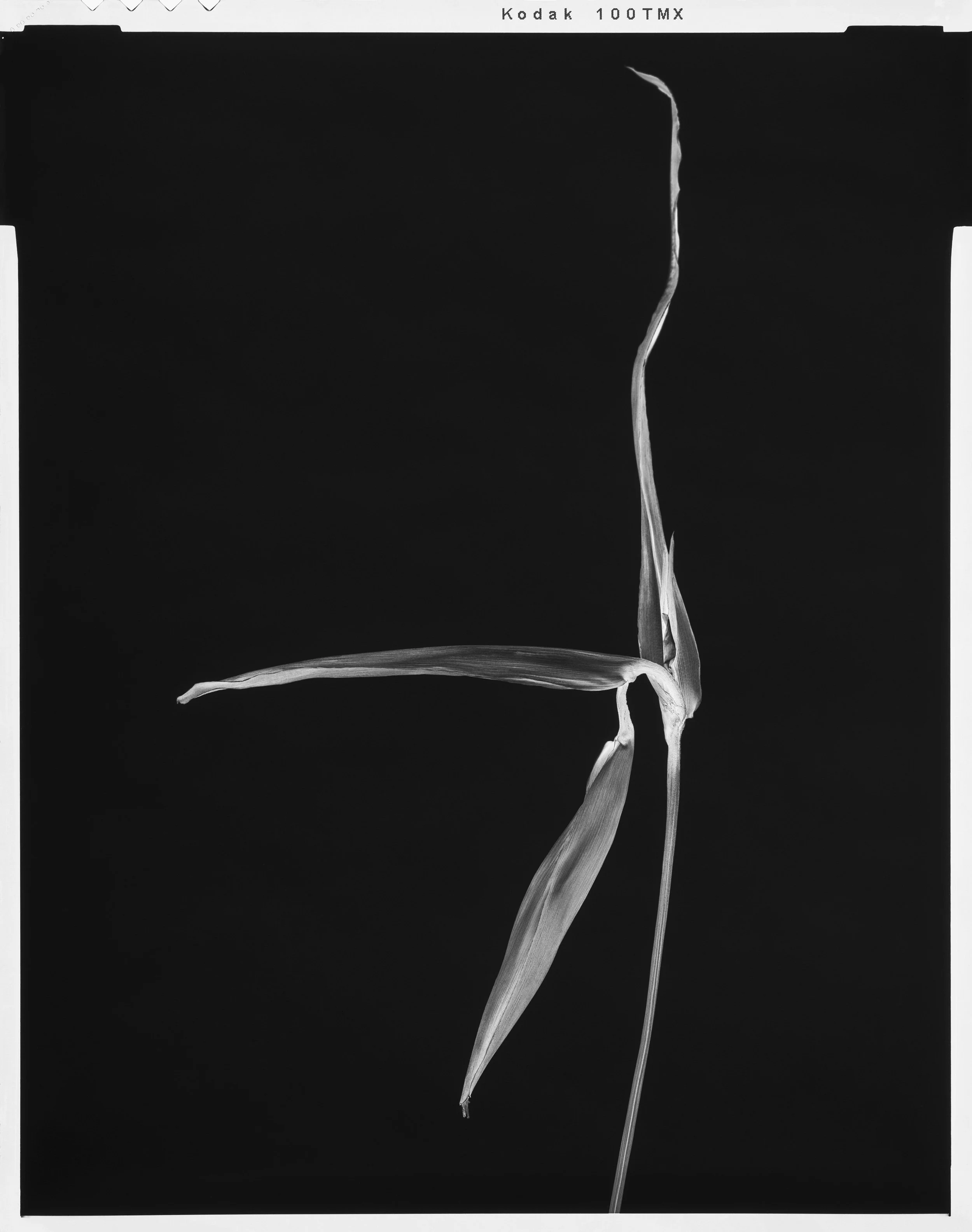 'Black Birds of Paradise_06'  2022