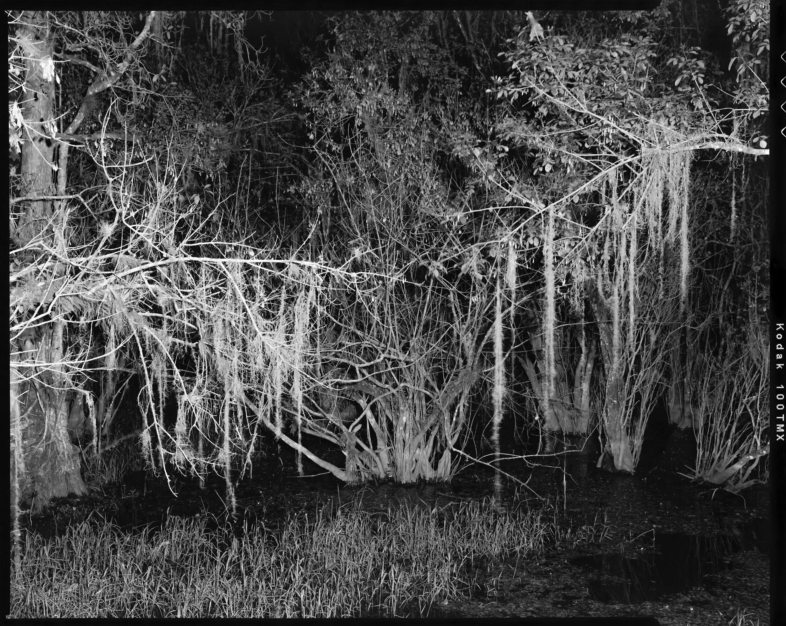 'Everglades_01'  2022   from the series 'Florida Dark Now_01' 2017 - ongoing