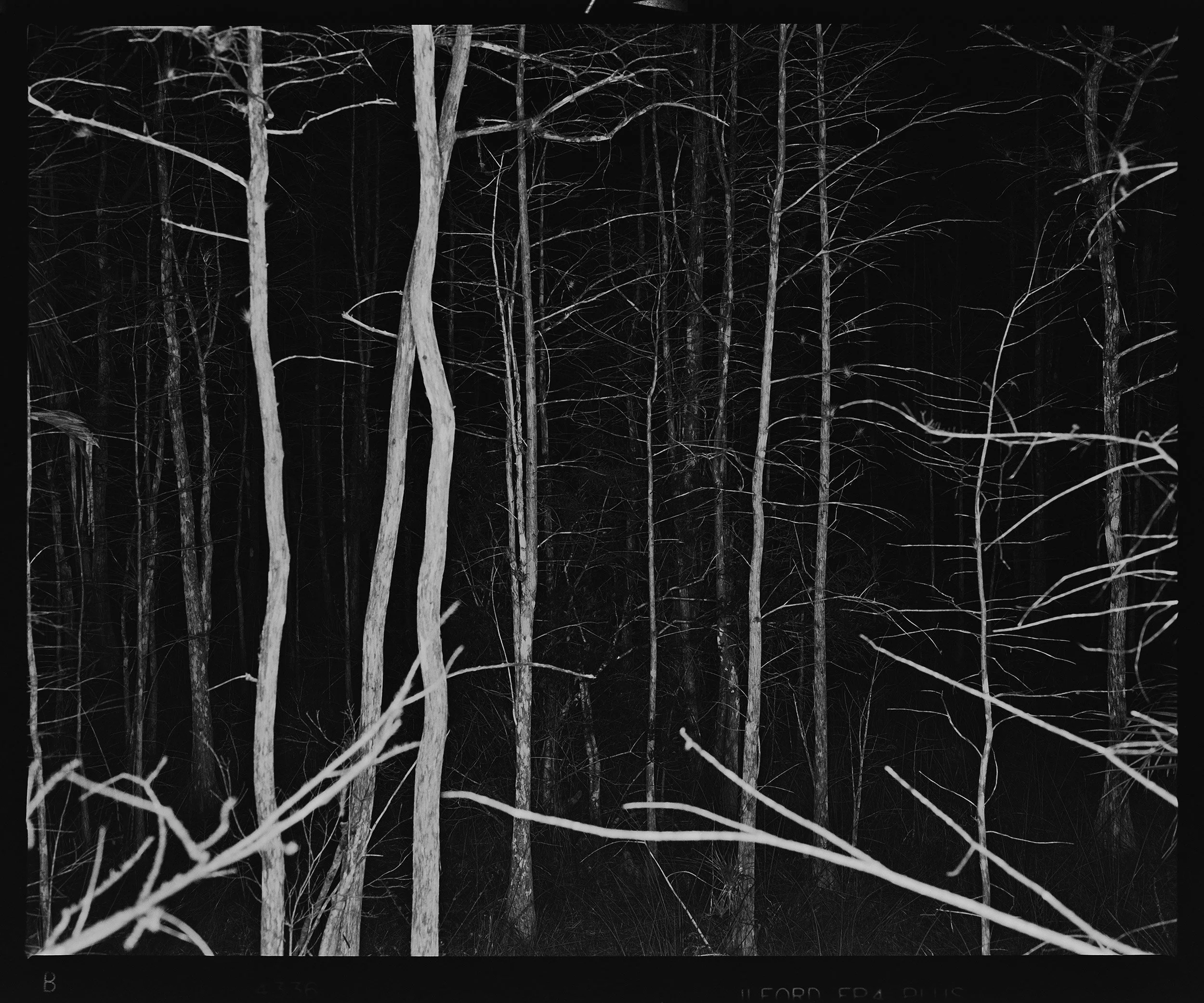 'Everglades_1405_7'  2017