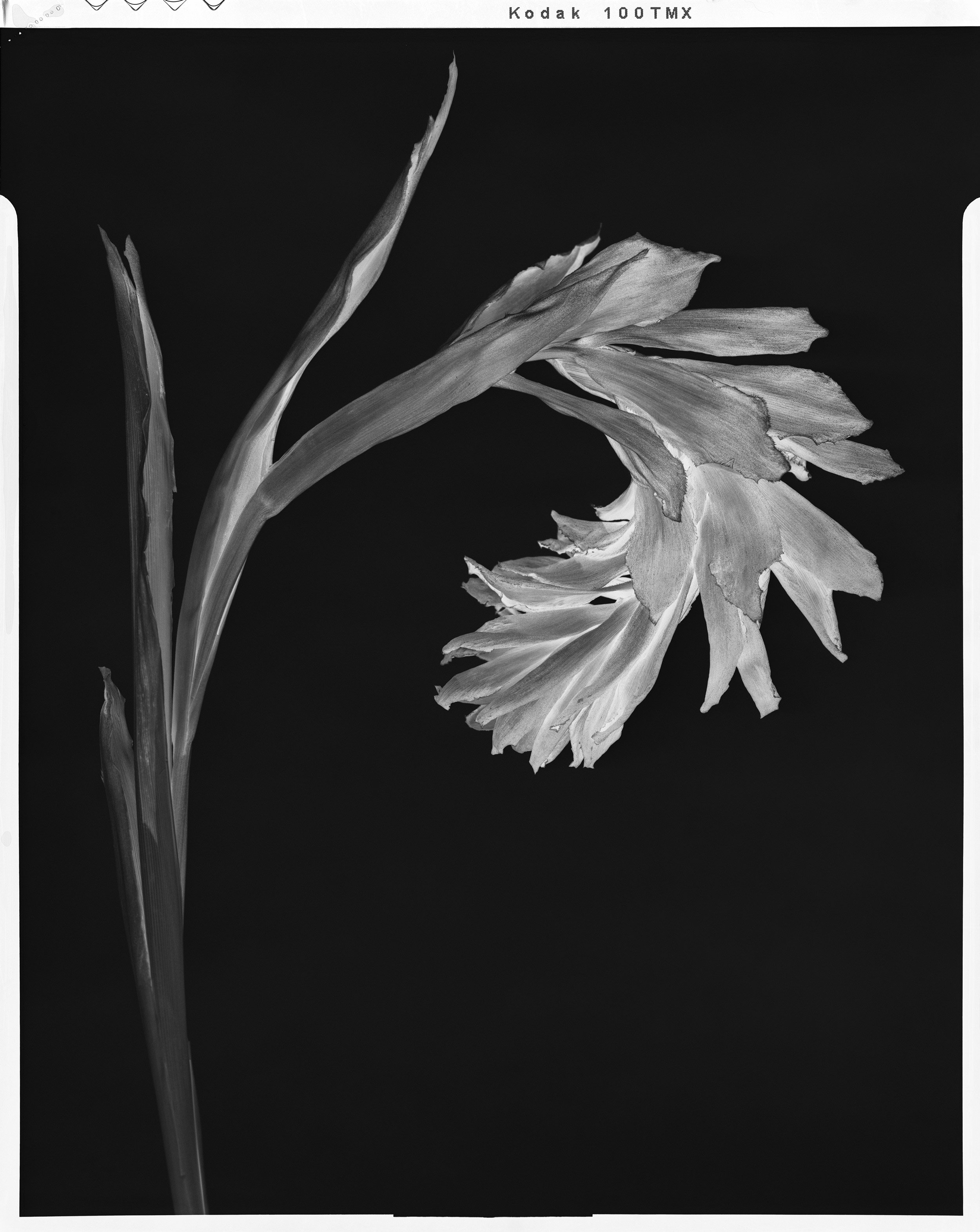 'Black Birds of Paradise_04'  2021