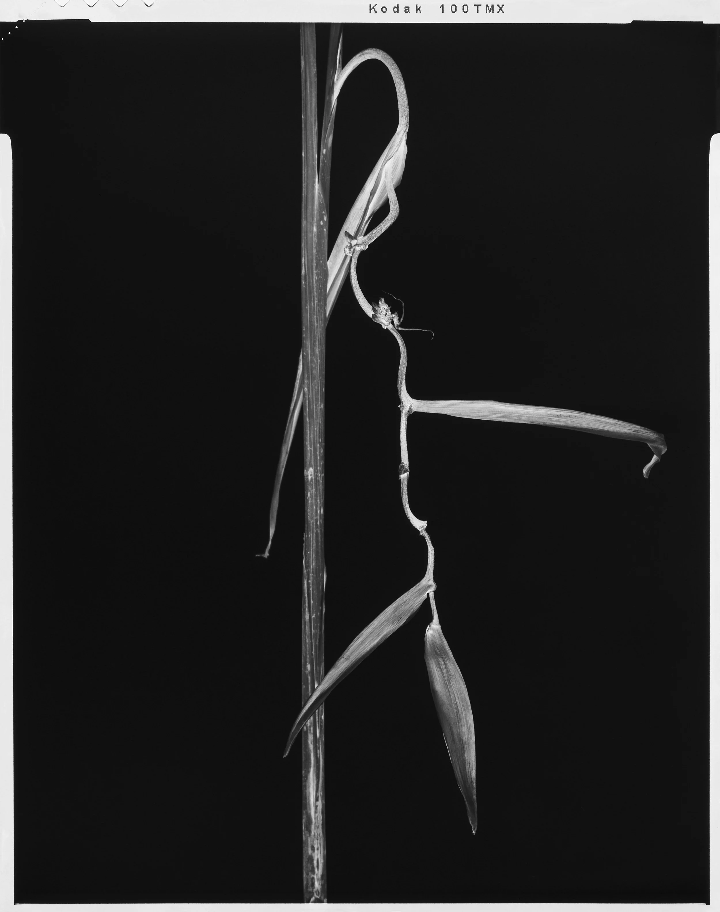 'Black Birds of Paradise_16'  2022