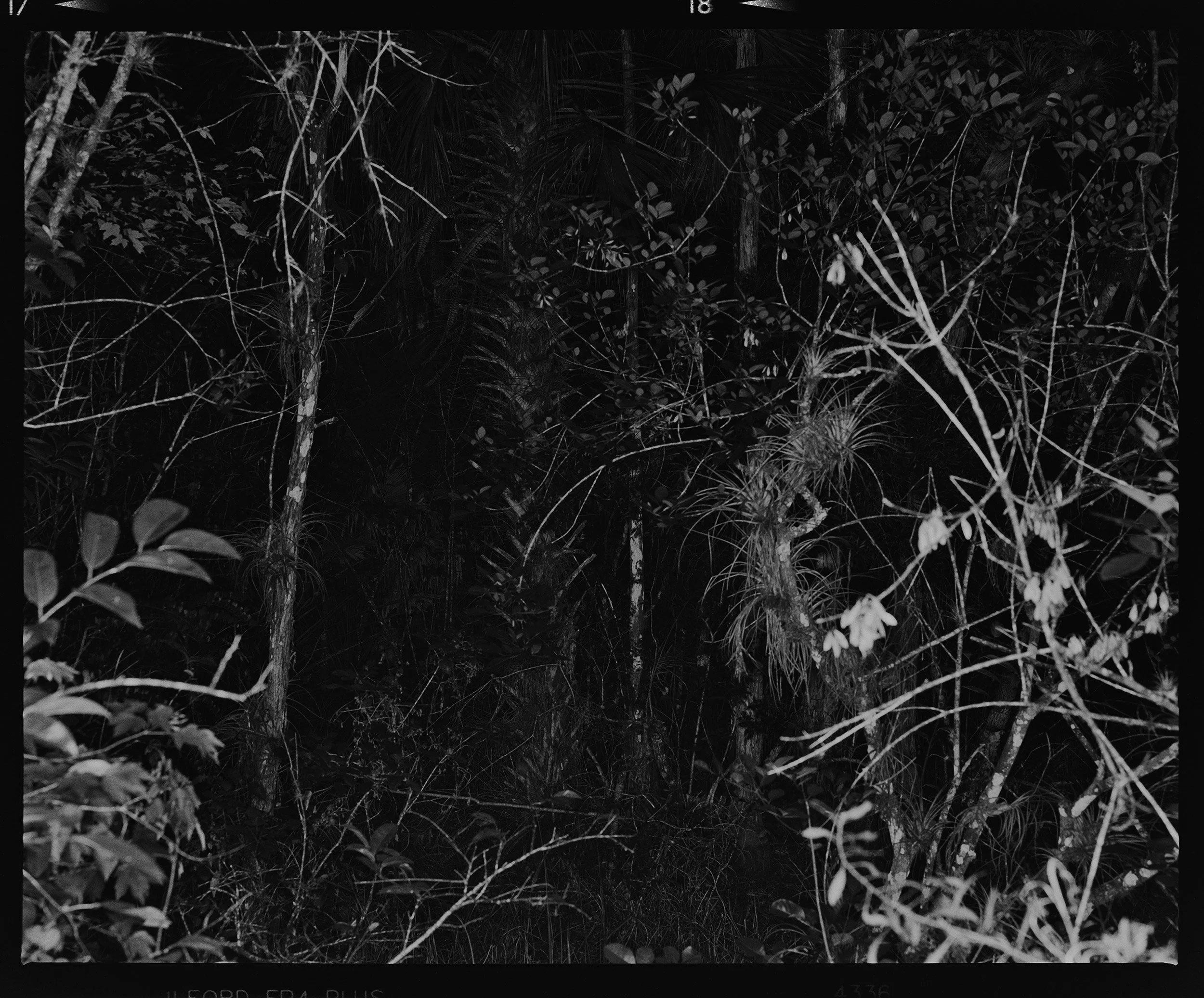 'Everglades_1405_18'  2017