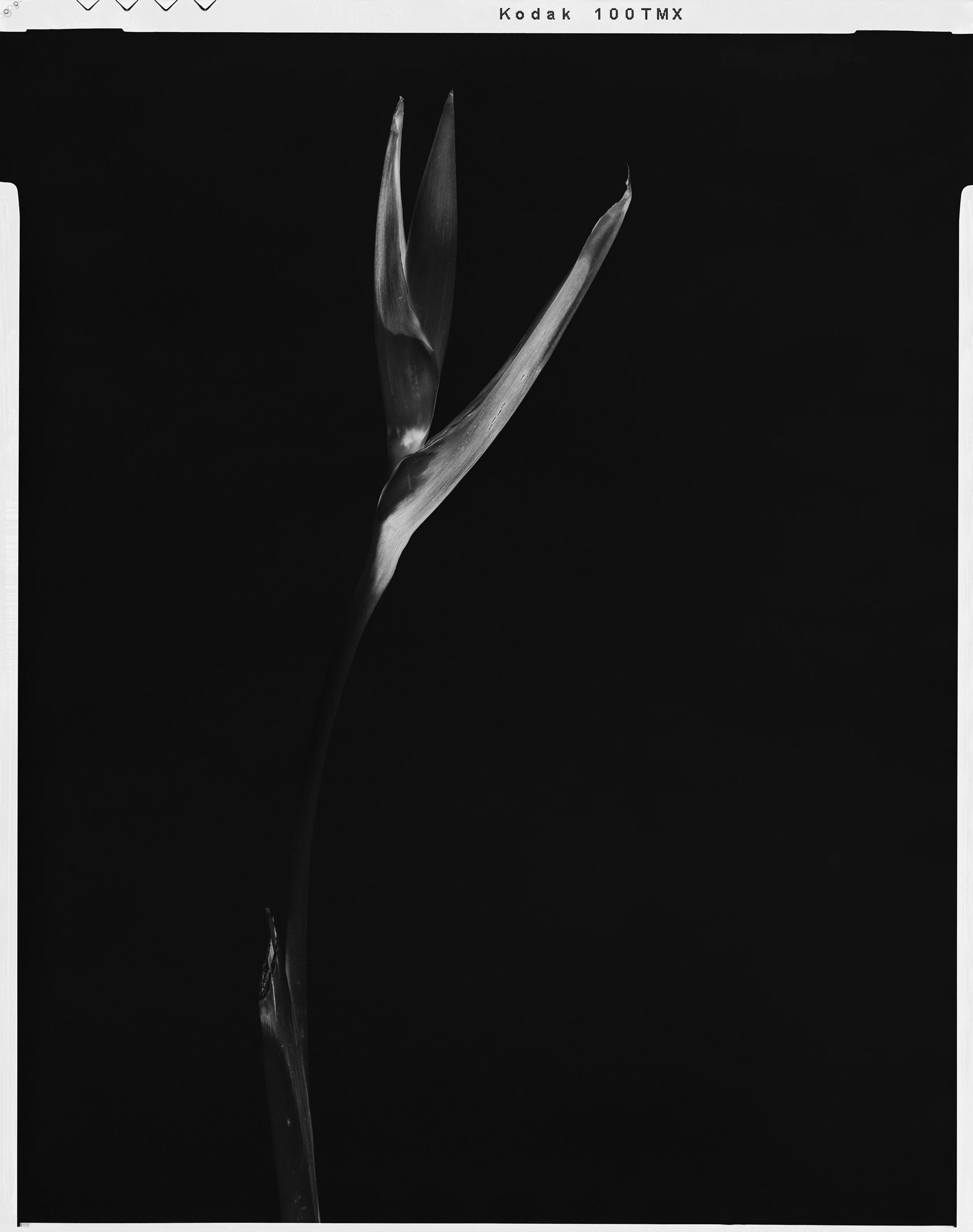 'Black Birds of Paradise_21'  2021