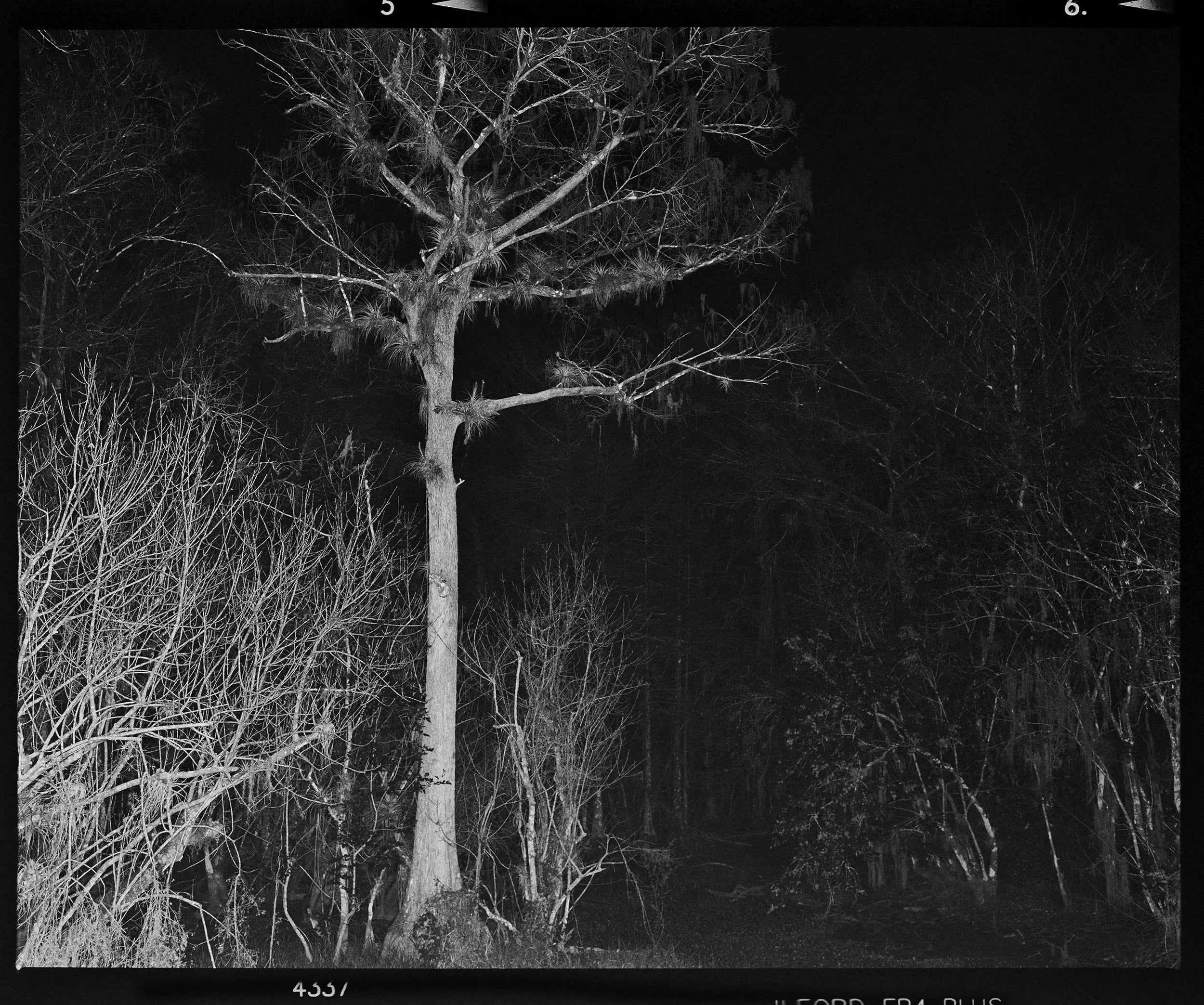 'Everglades_1408_6'  2017