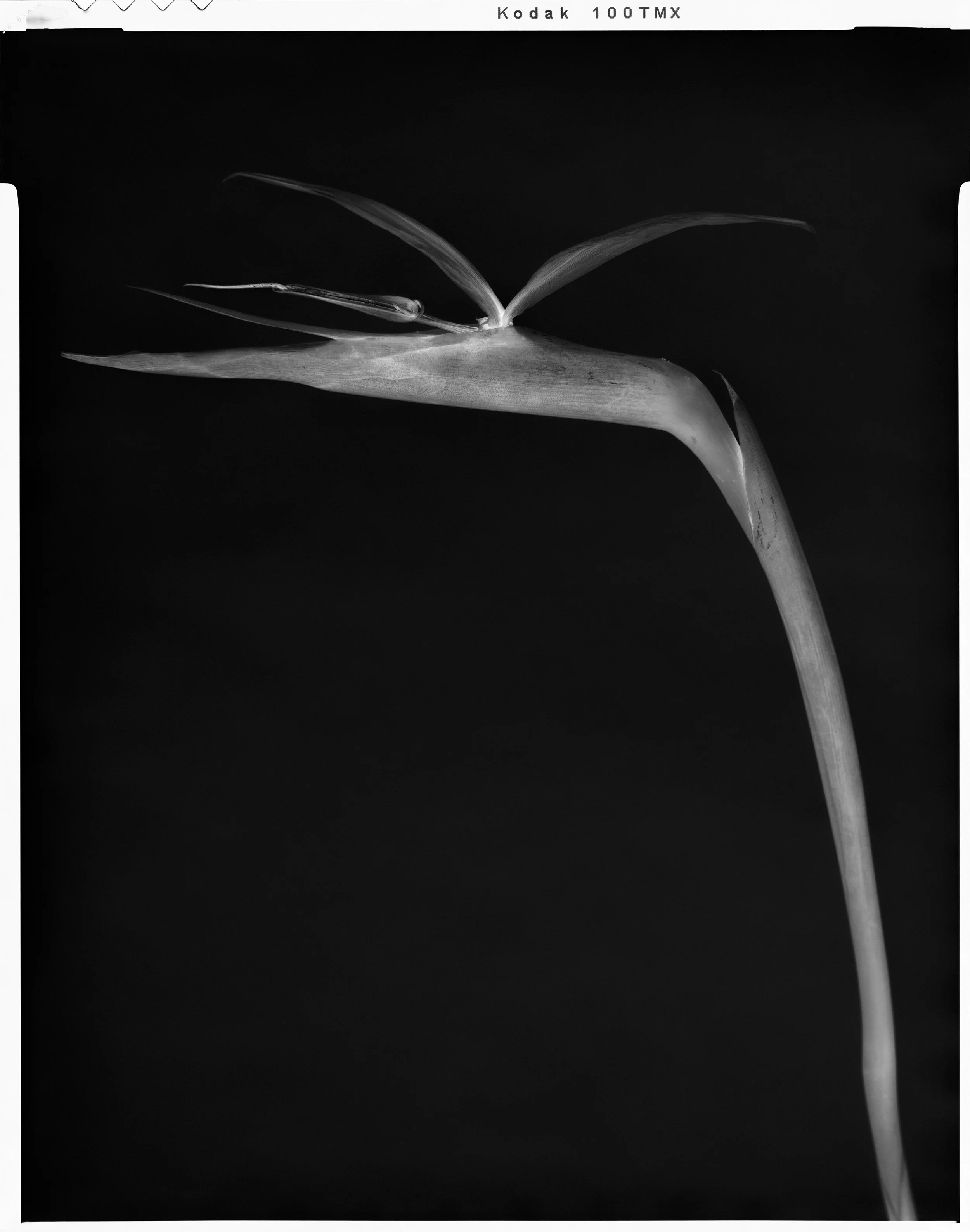 'Black Birds of Paradise_07'  2012