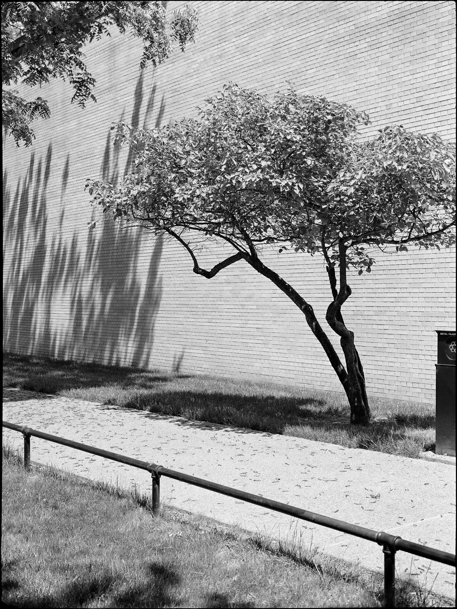 Swimming with Mies 0028_10   Chicago 2018