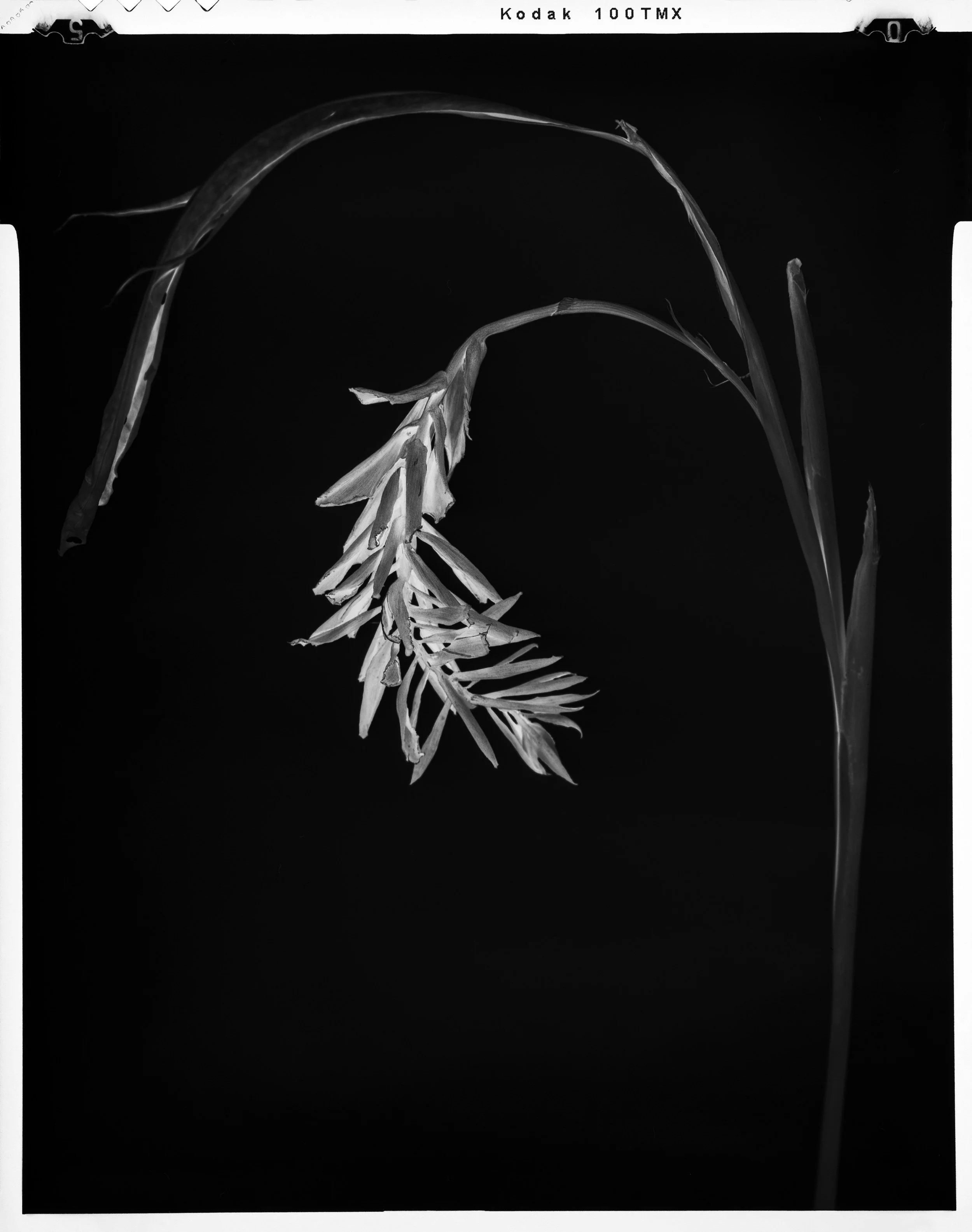 'Black Birds of Paradise_13'  2022