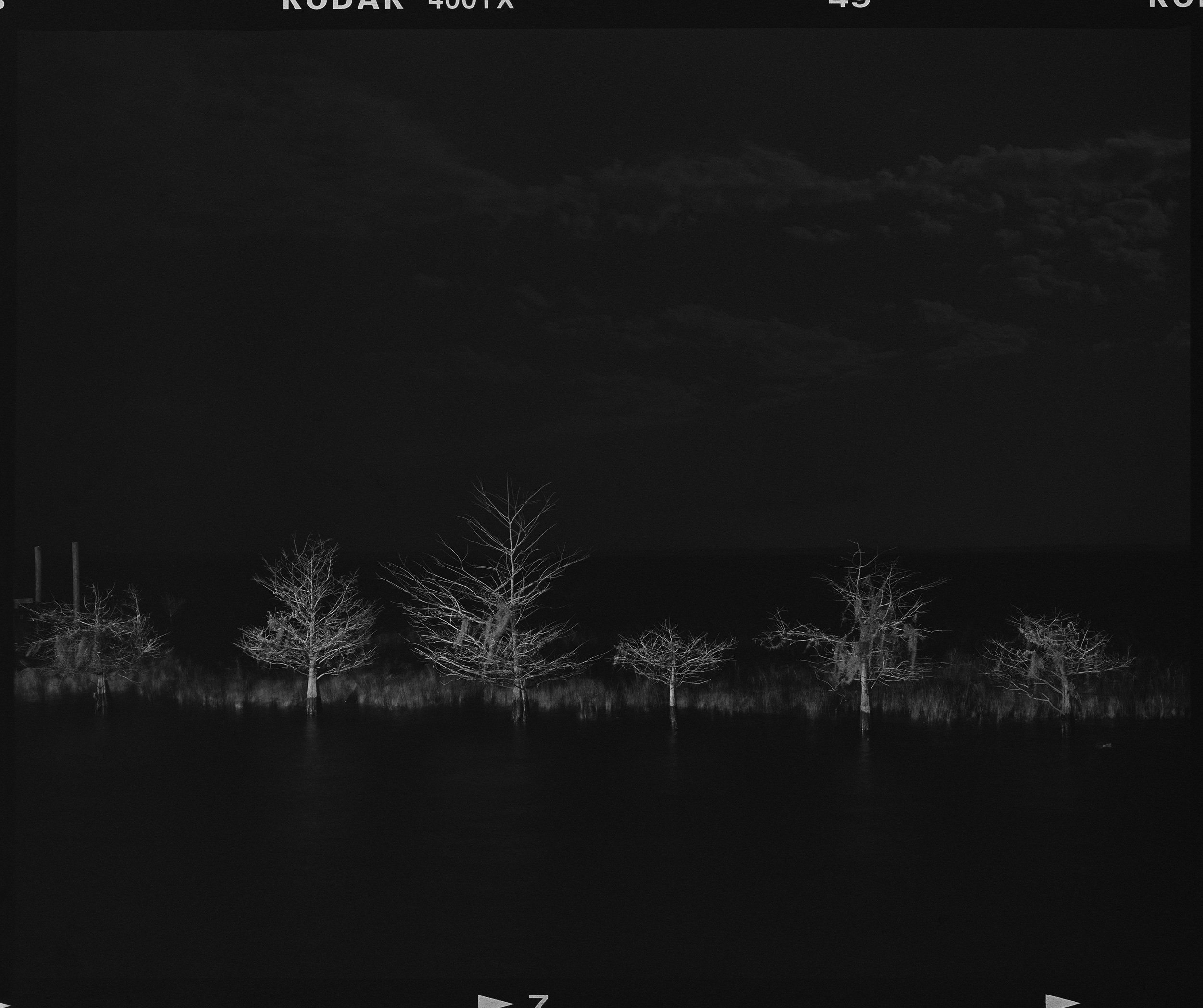 'Blue Cypress_04'  2019