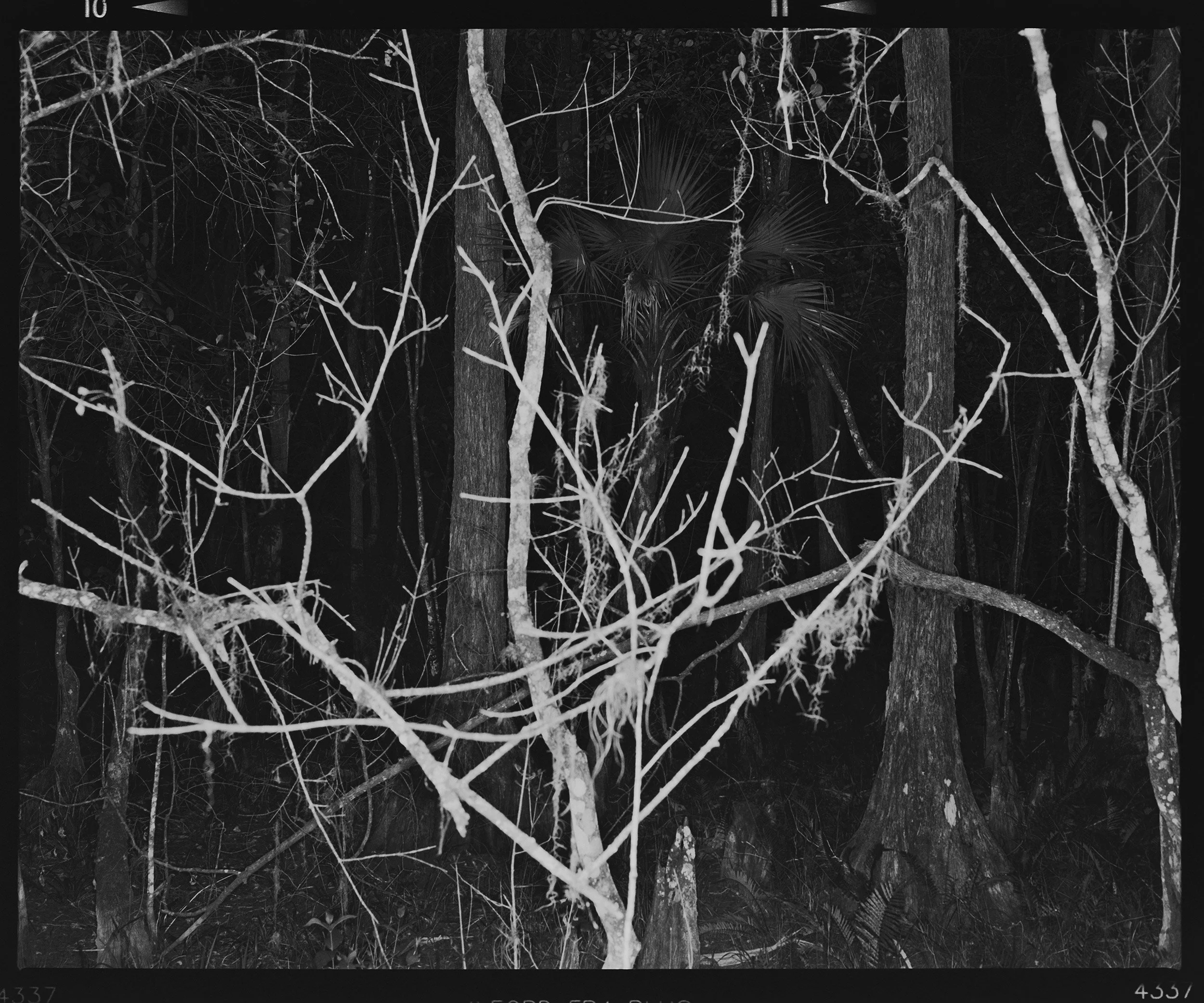 'Everglades_1408_11'  2017