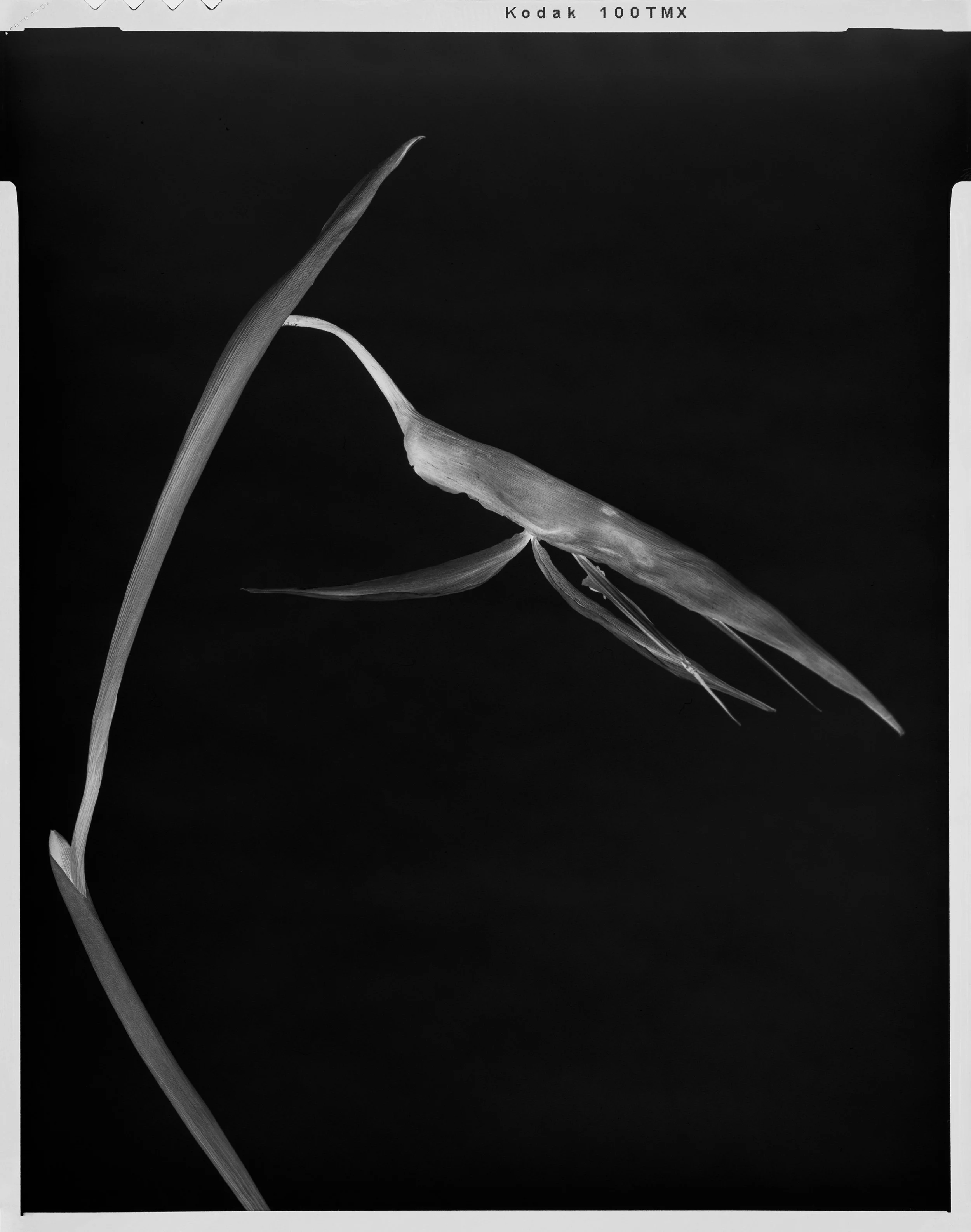 'Black Birds of Paradise_08'  2022