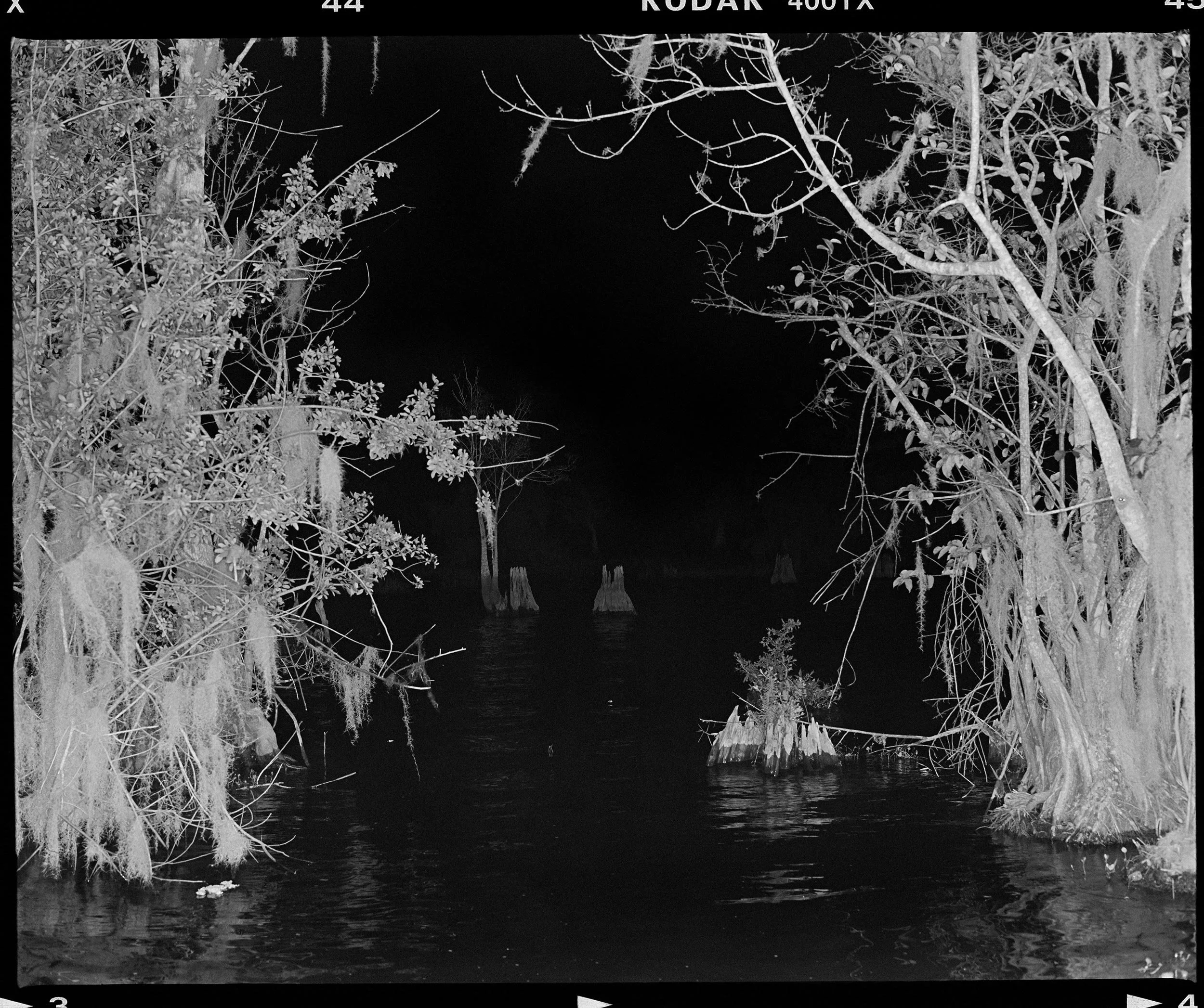 'Blue Cypress_02'  2019