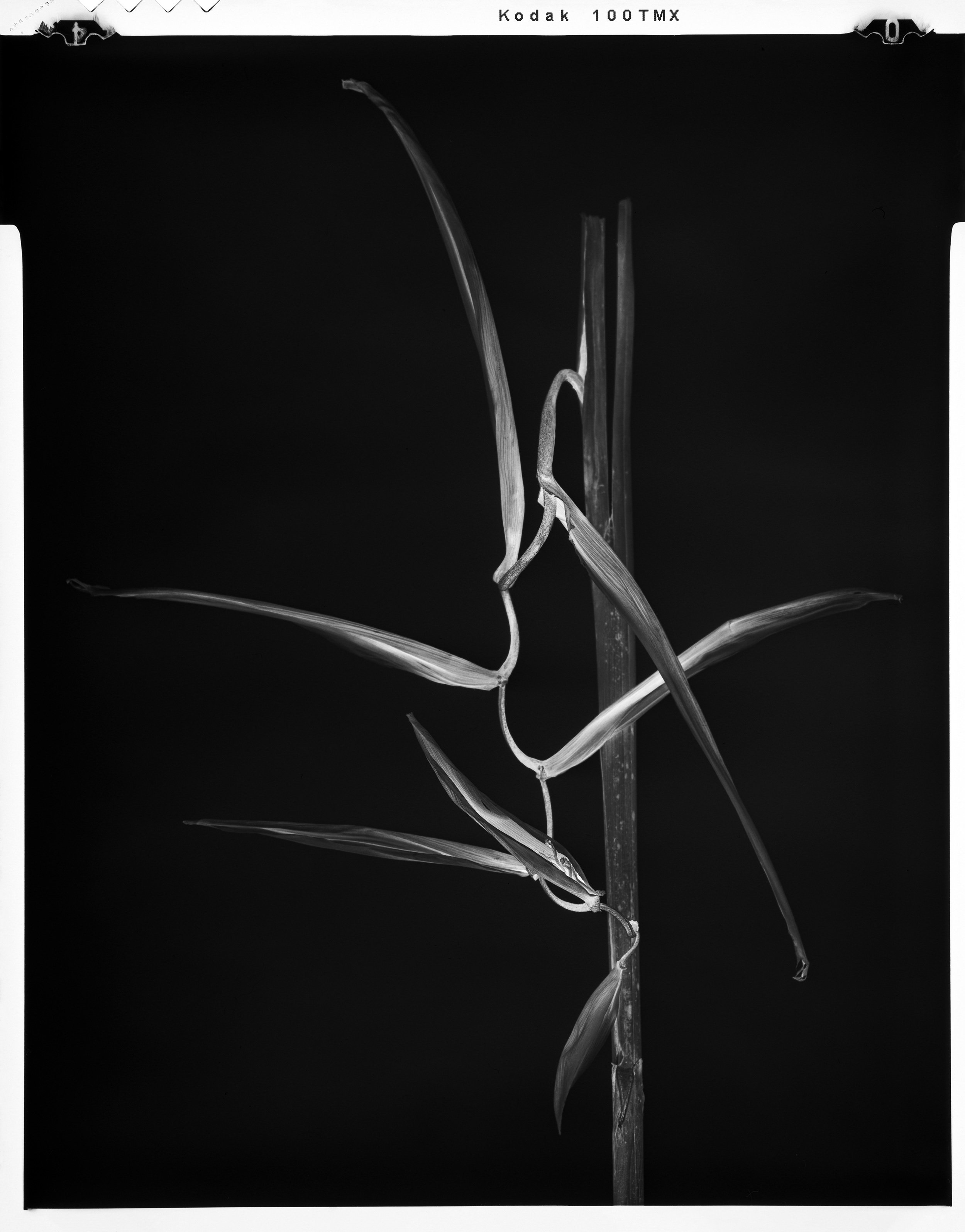 'Black Birds of Paradise_05'  2022