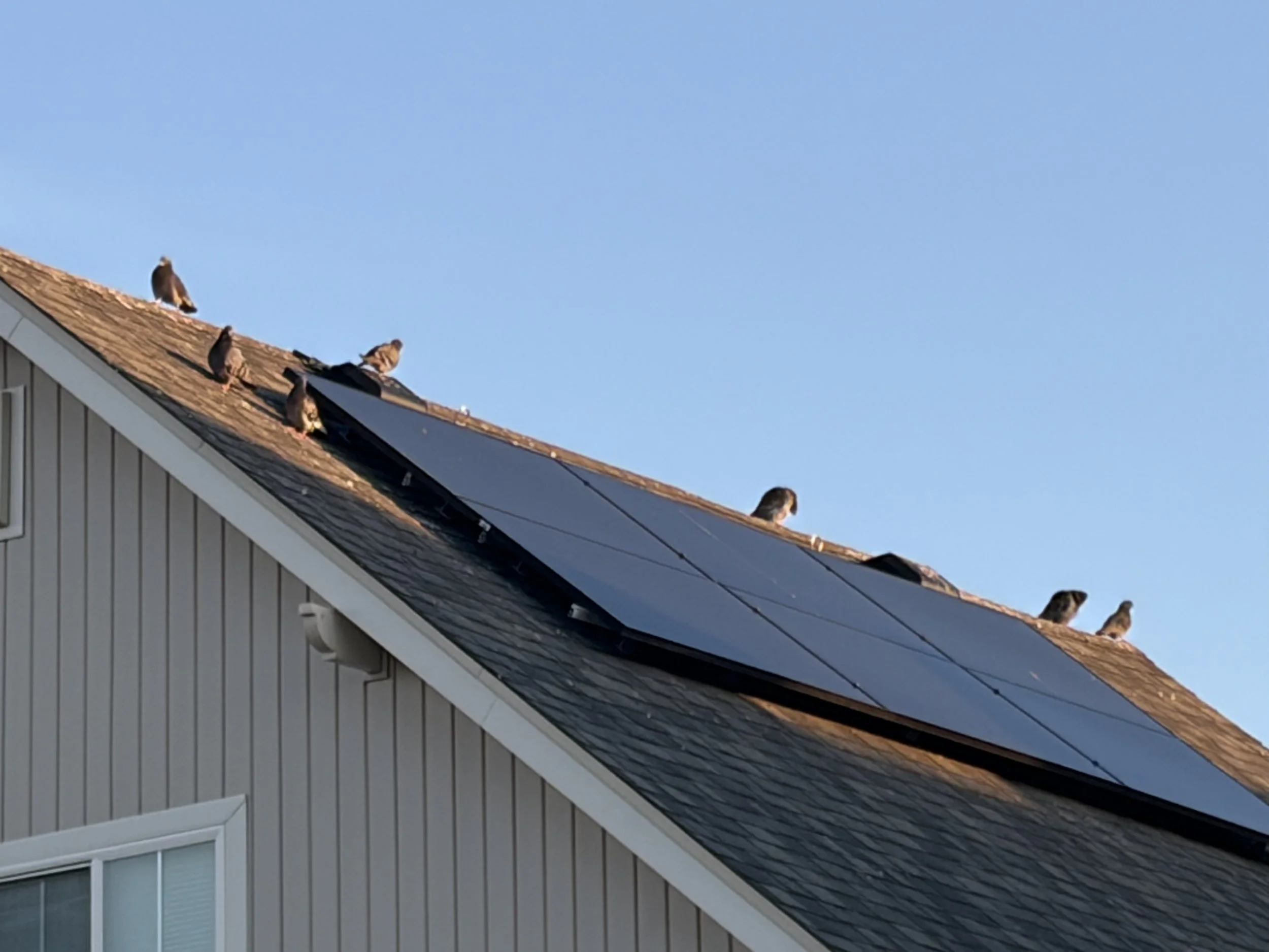 A house roof with multiple pigeons resting on it against a clear blue sky.