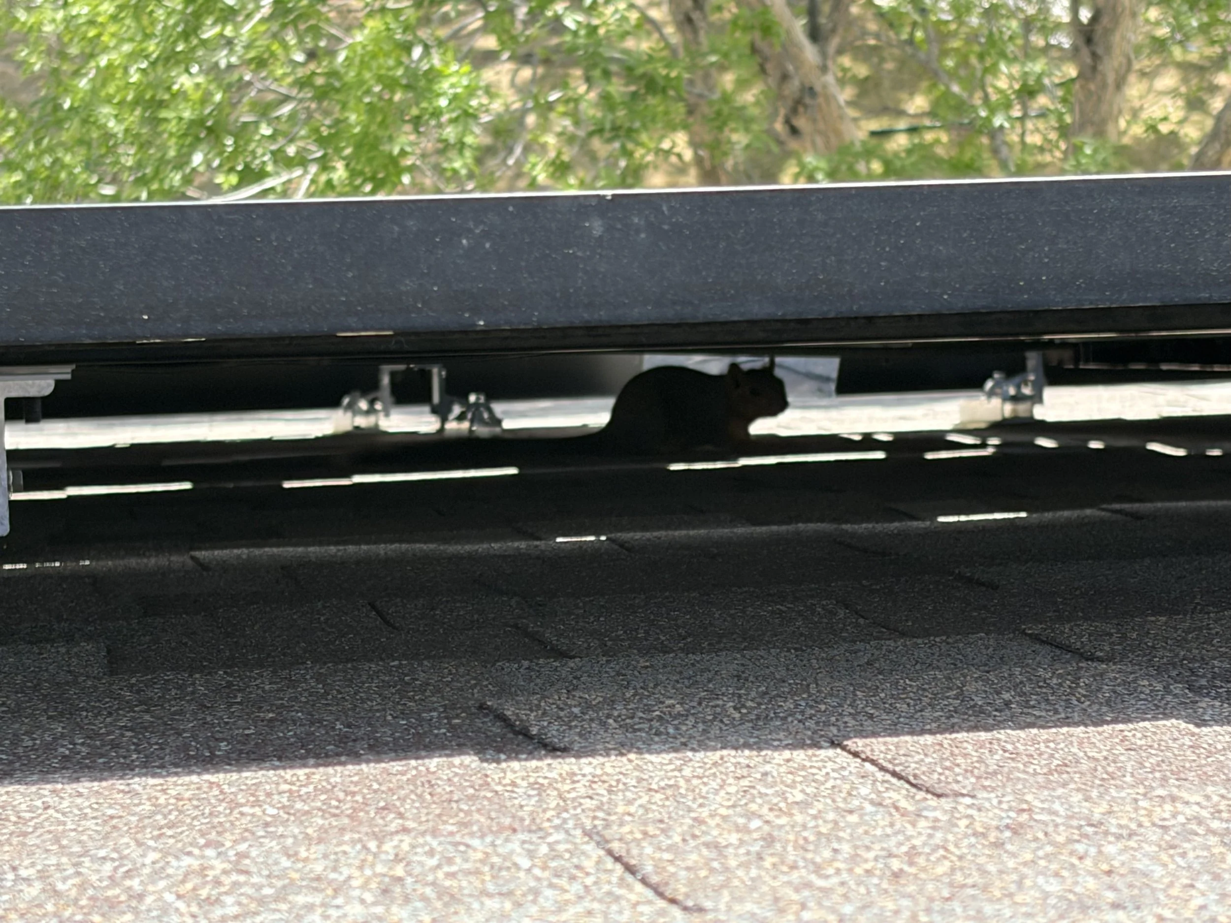 A small black cat hiding under a horizontal black structure, with green leaves and tree branches in the background.