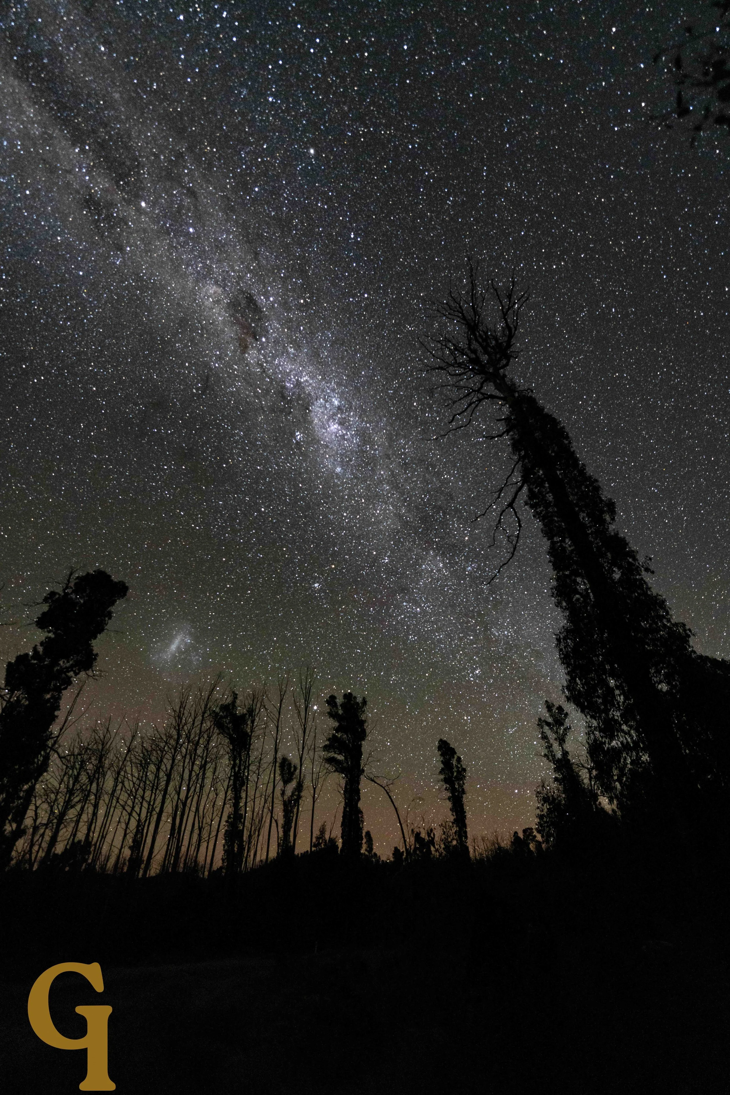 Night sky filled with stars and the Milky Way galaxy, with silhouettes of tall trees in the foreground.