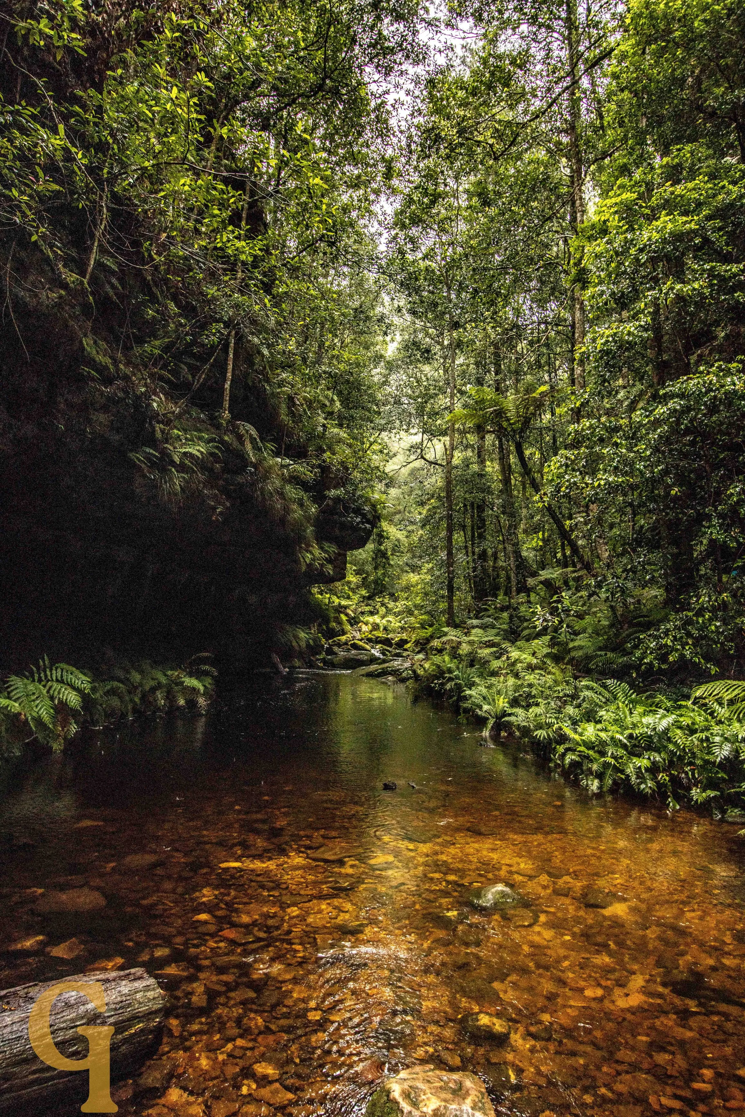 A narrow creek flows through a dense green jungle with lush ferns, tall trees, and rocks, with sunlight filtering through the canopy.