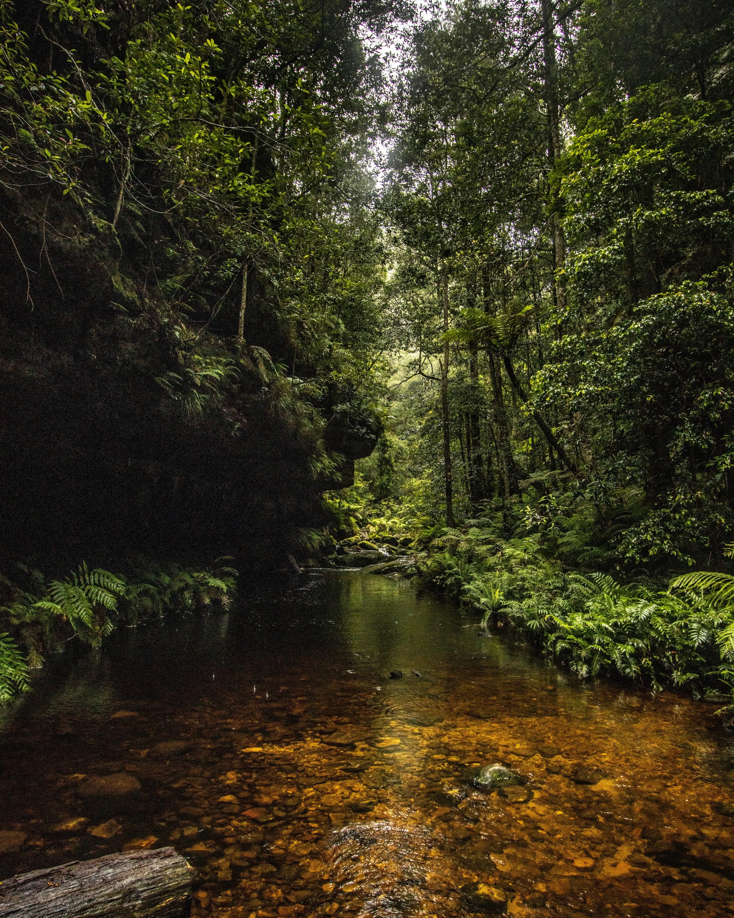 A narrow creek flows through a dense green jungle with lush ferns, tall trees, and rocks, with sunlight filtering through the canopy.