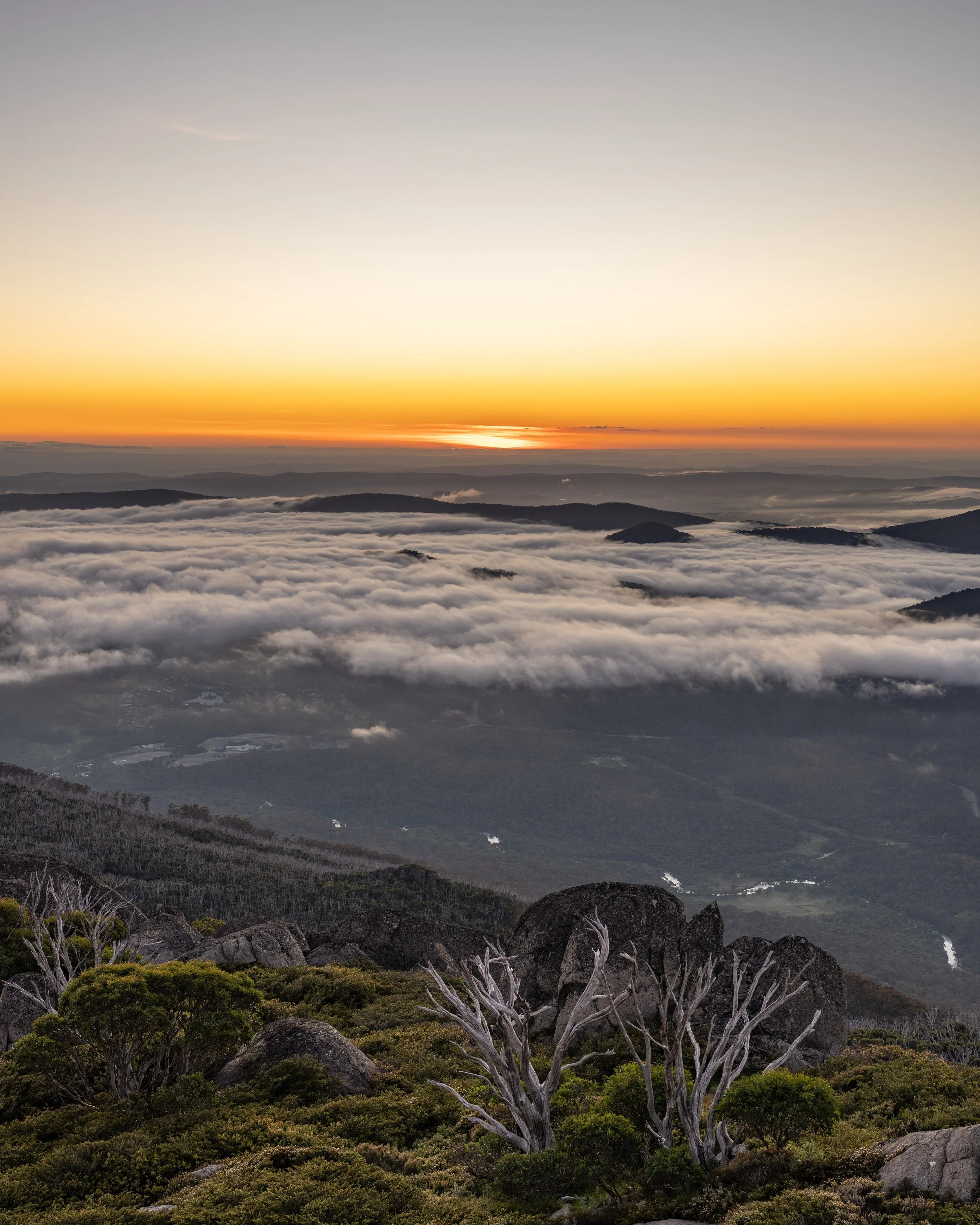 The sun is beginning to rise over the Snowy Mountains. Fog gently covers the landscape, with snow gums featured at the front of the photograph. Captured by photographer Ian Grant. 