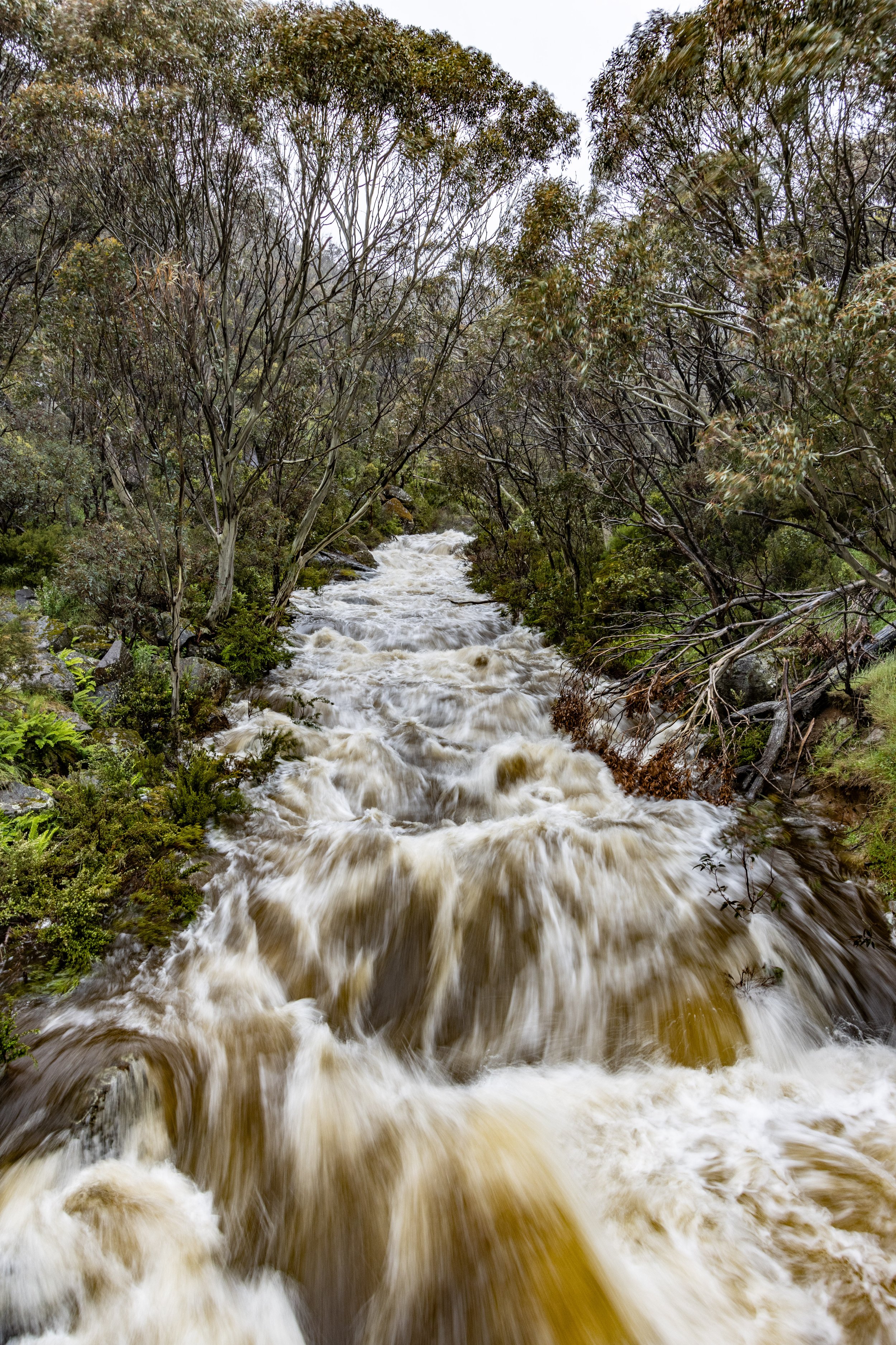 A fast-flowing river with turbulent water rushing over rocks, surrounded by dense trees and foliage in a forest.