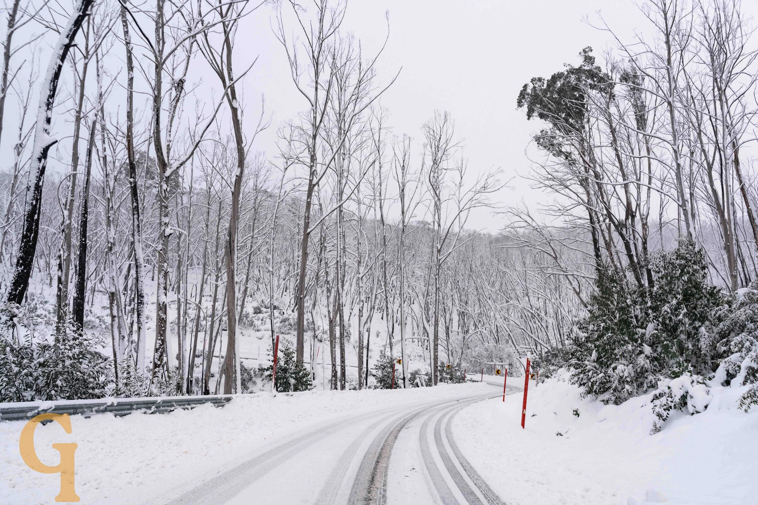 Snow-covered winding road surrounded by tall, leafless trees and some evergreen bushes in a winter landscape.