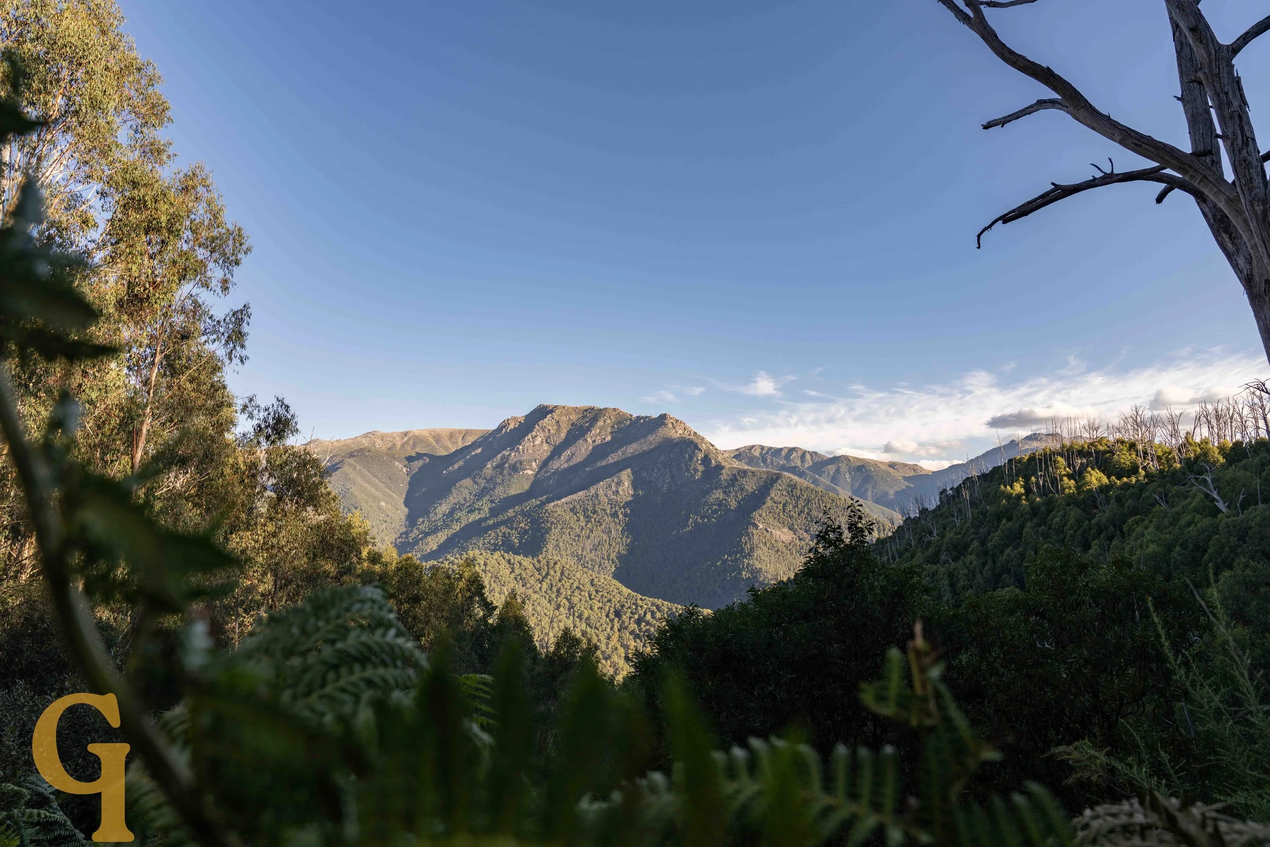 Mountain landscape with lush green forests, a barren tree branch on the right, and a clear blue sky.