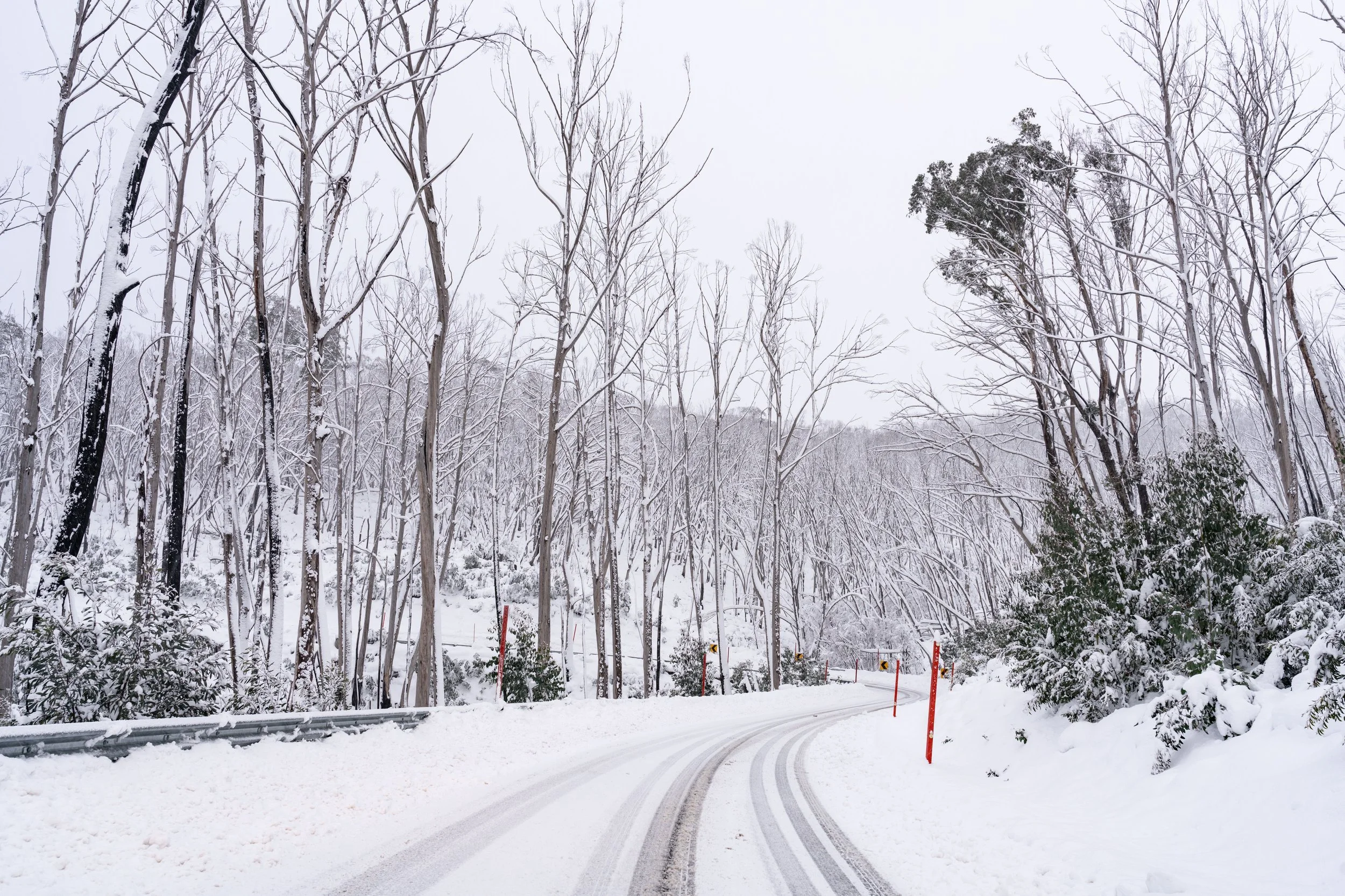 Snow-covered winding road surrounded by tall, leafless trees and some evergreen bushes in a winter landscape.