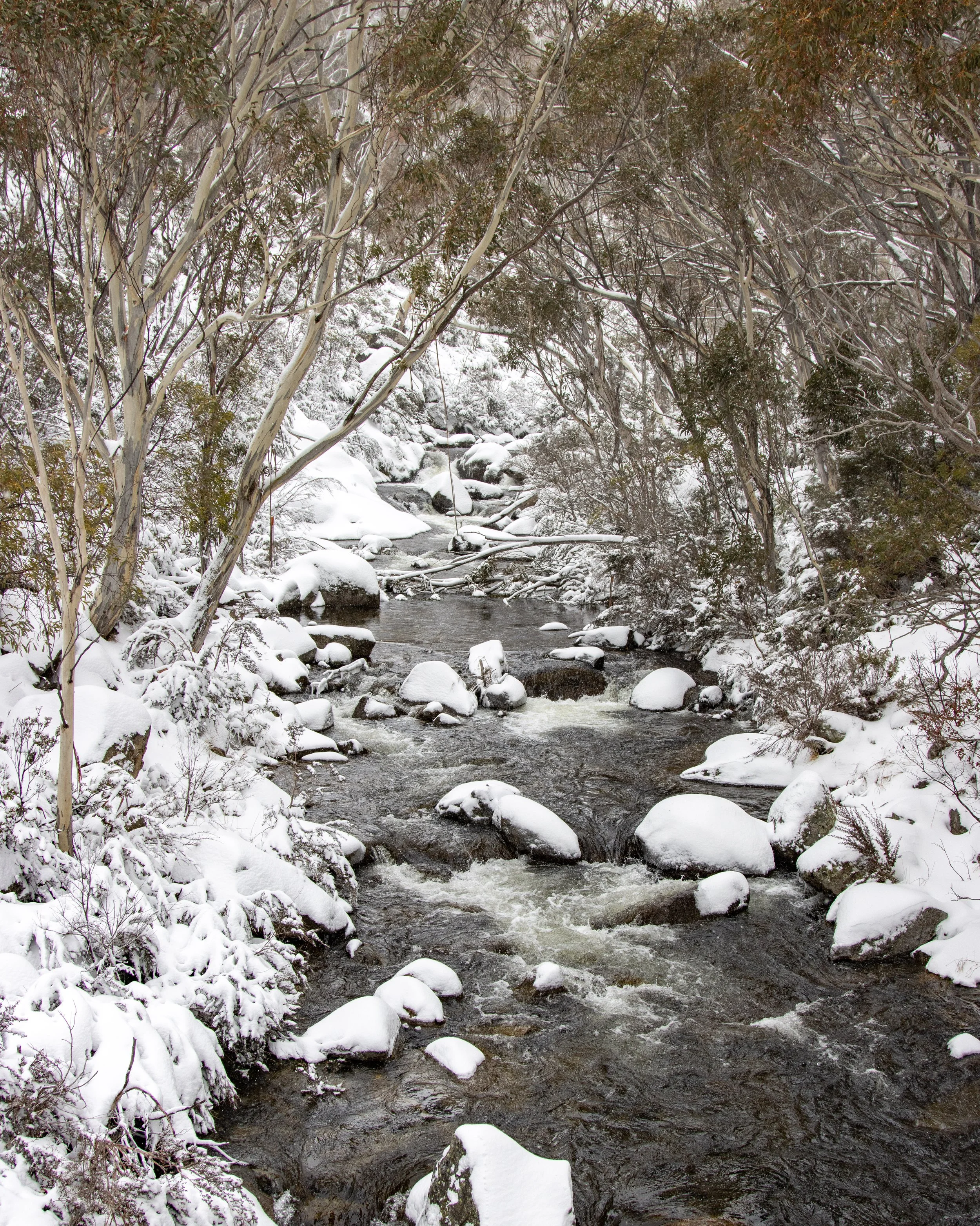 Snow-covered rocks and trees surround a flowing stream in a winter landscape.