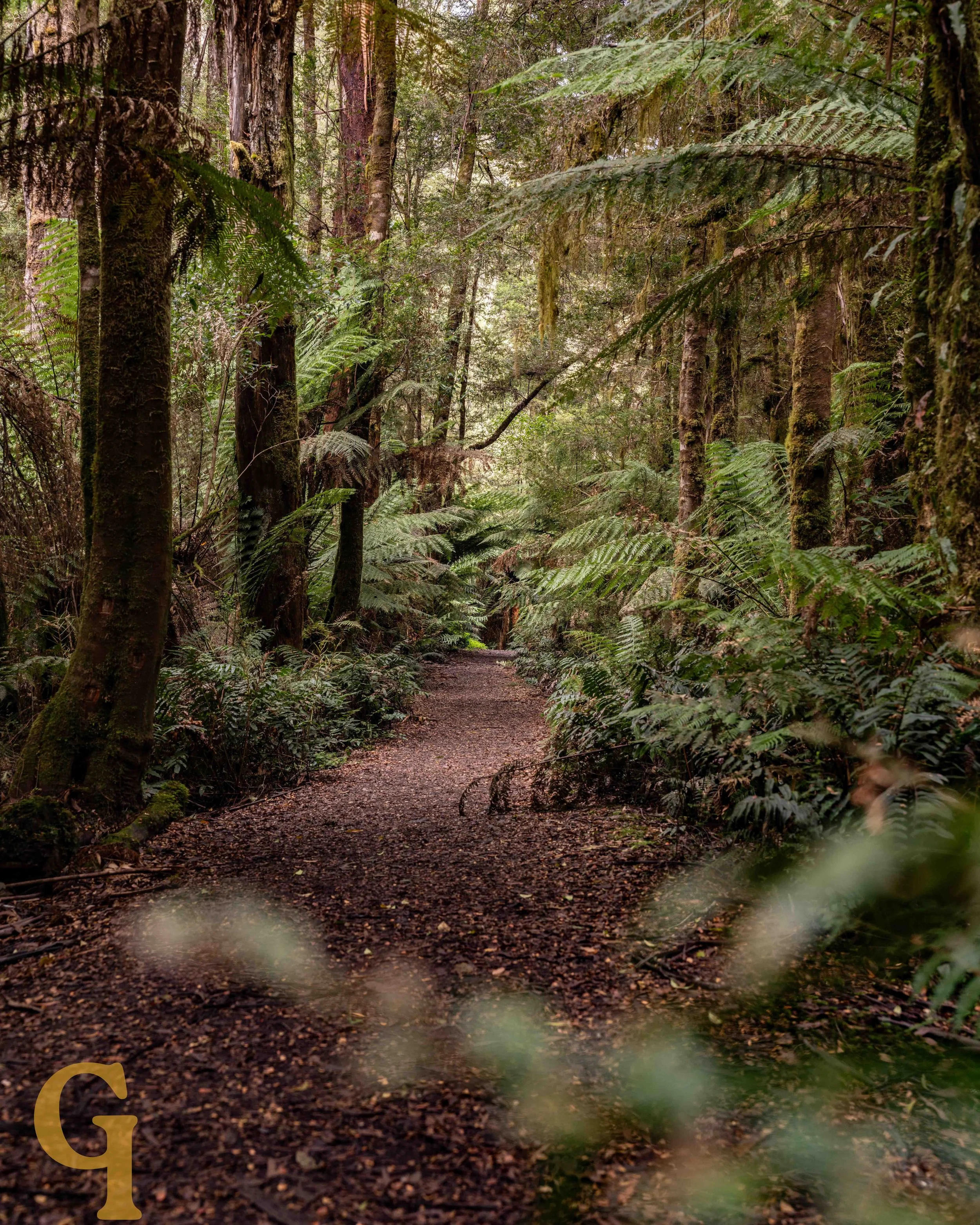 A forest trail lined with tall trees and lush green ferns, with a dirt path winding through dense foliage.