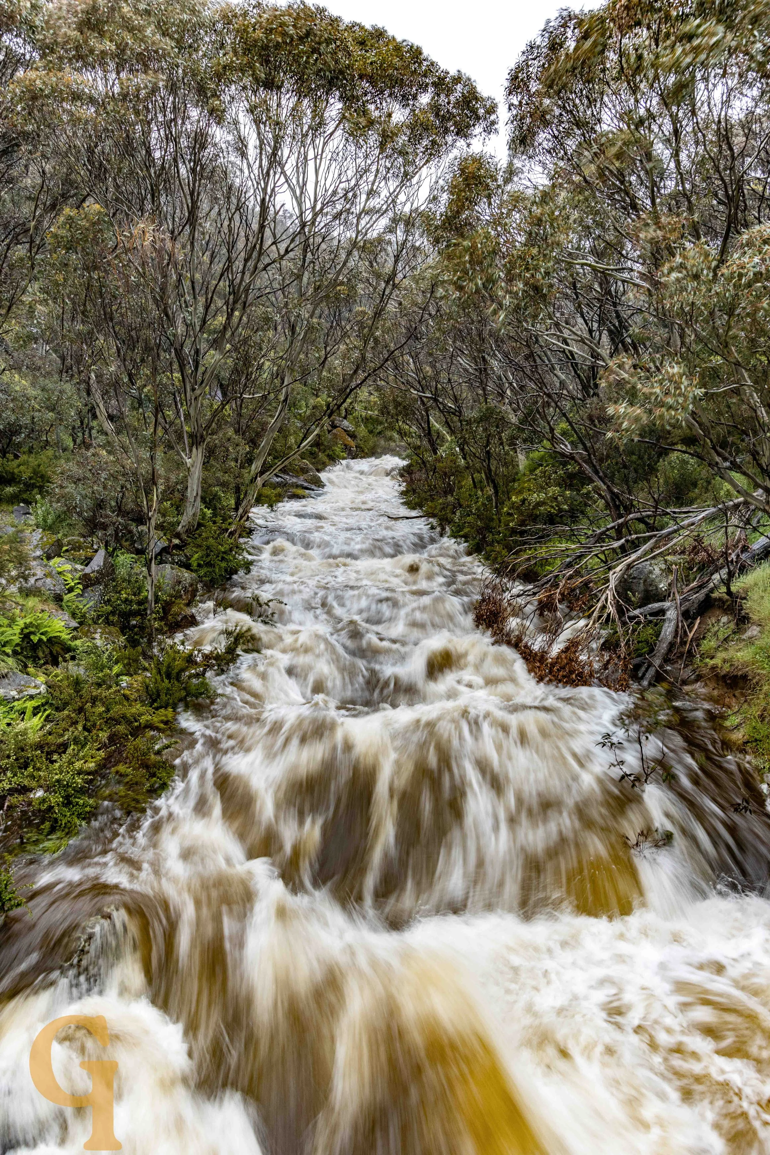 A fast-flowing river with turbulent water rushing over rocks, surrounded by dense trees and foliage in a forest.