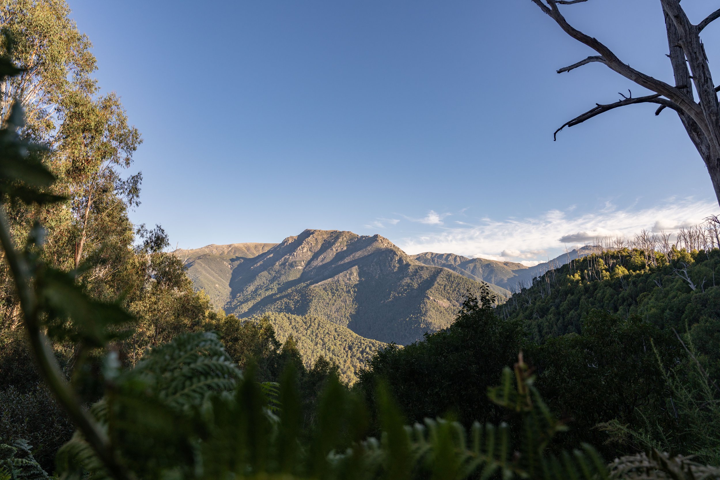 Mountain landscape with lush green forests, a barren tree branch on the right, and a clear blue sky.