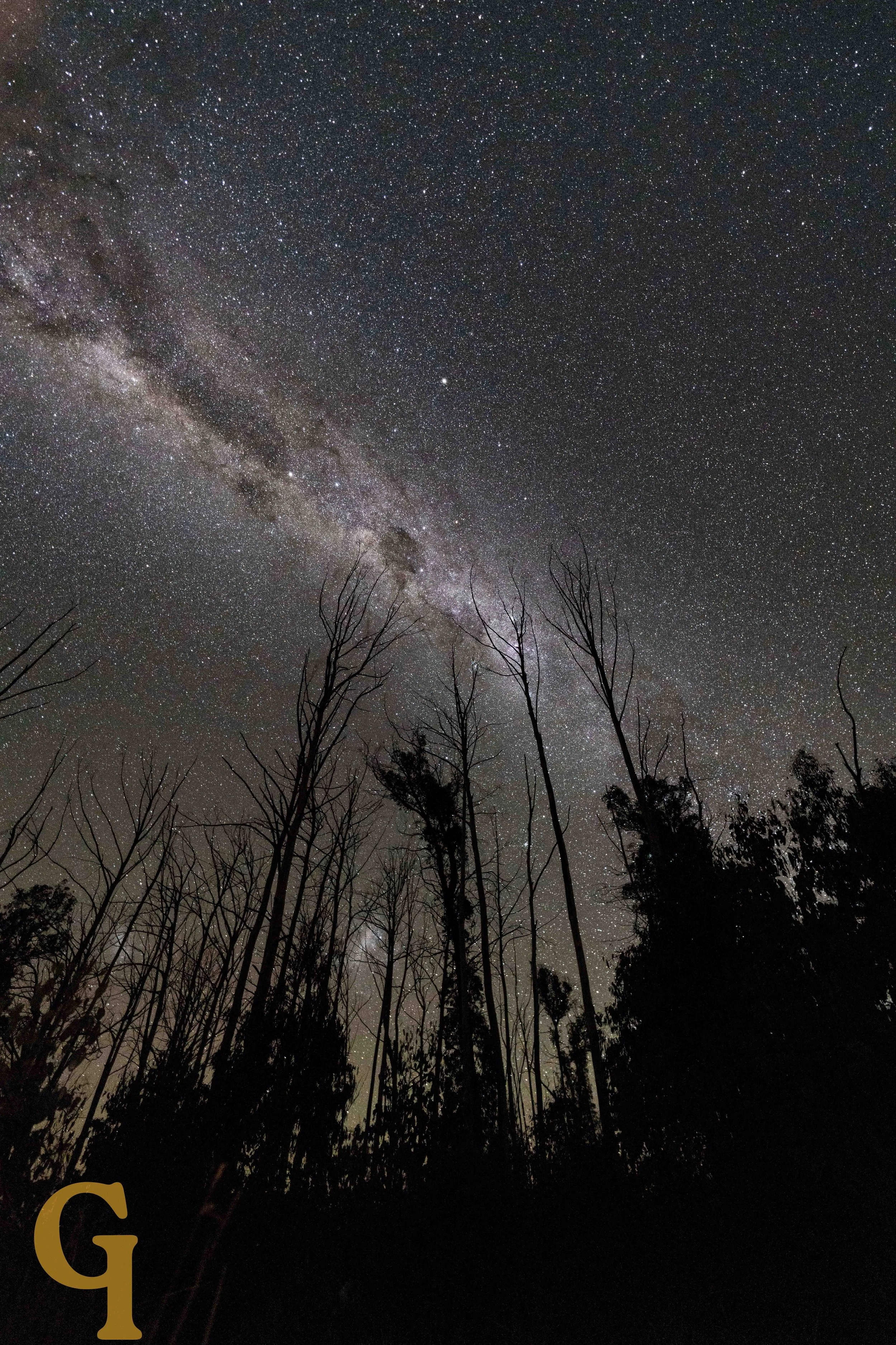 A starry night sky with the Milky Way galaxy visible, above a silhouette of tall, leafless trees.