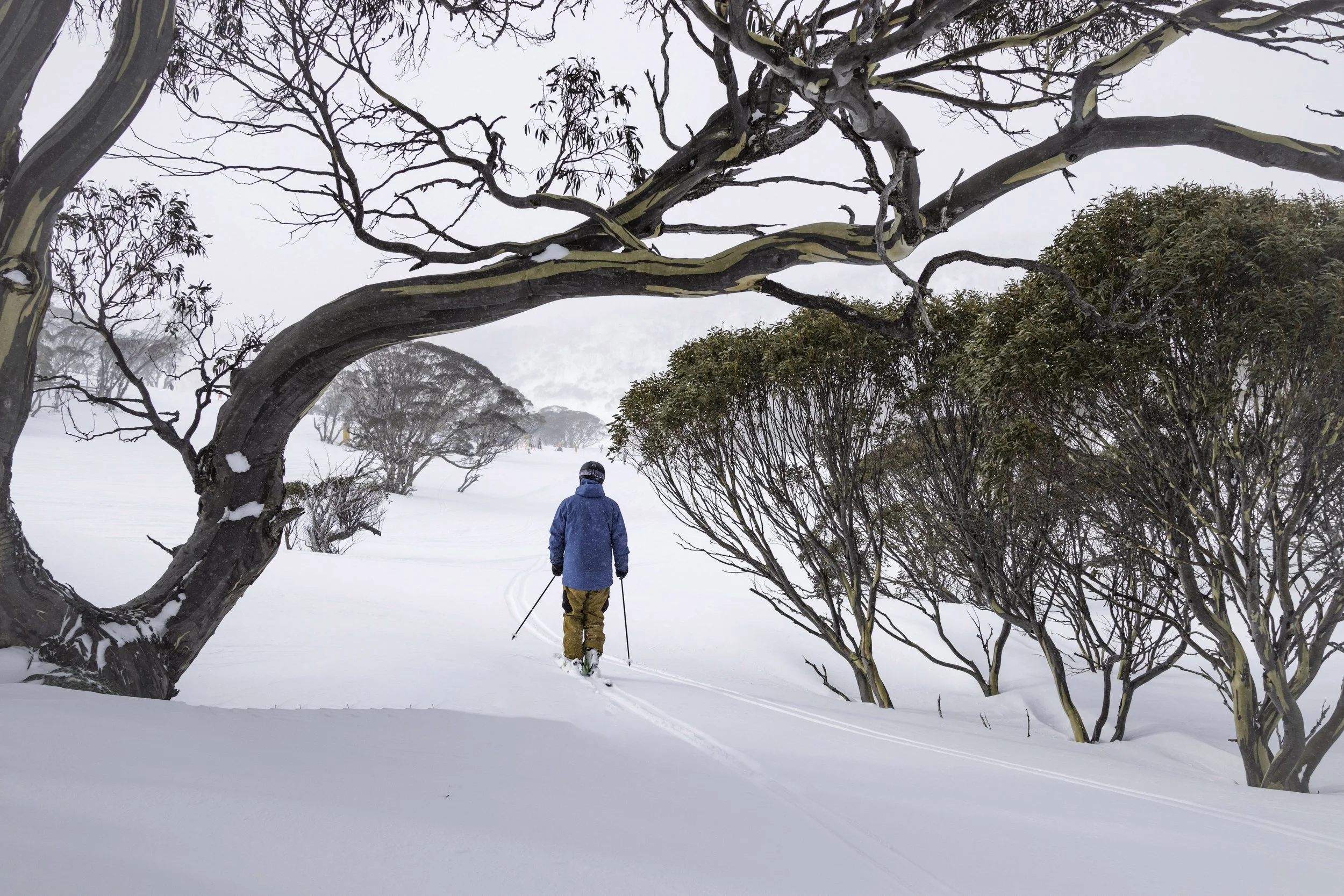 A person dressed in a blue winter jacket and tan pants cross-country skiing through a snowy landscape, framed by leafless trees and snow-covered shrubs in the background.