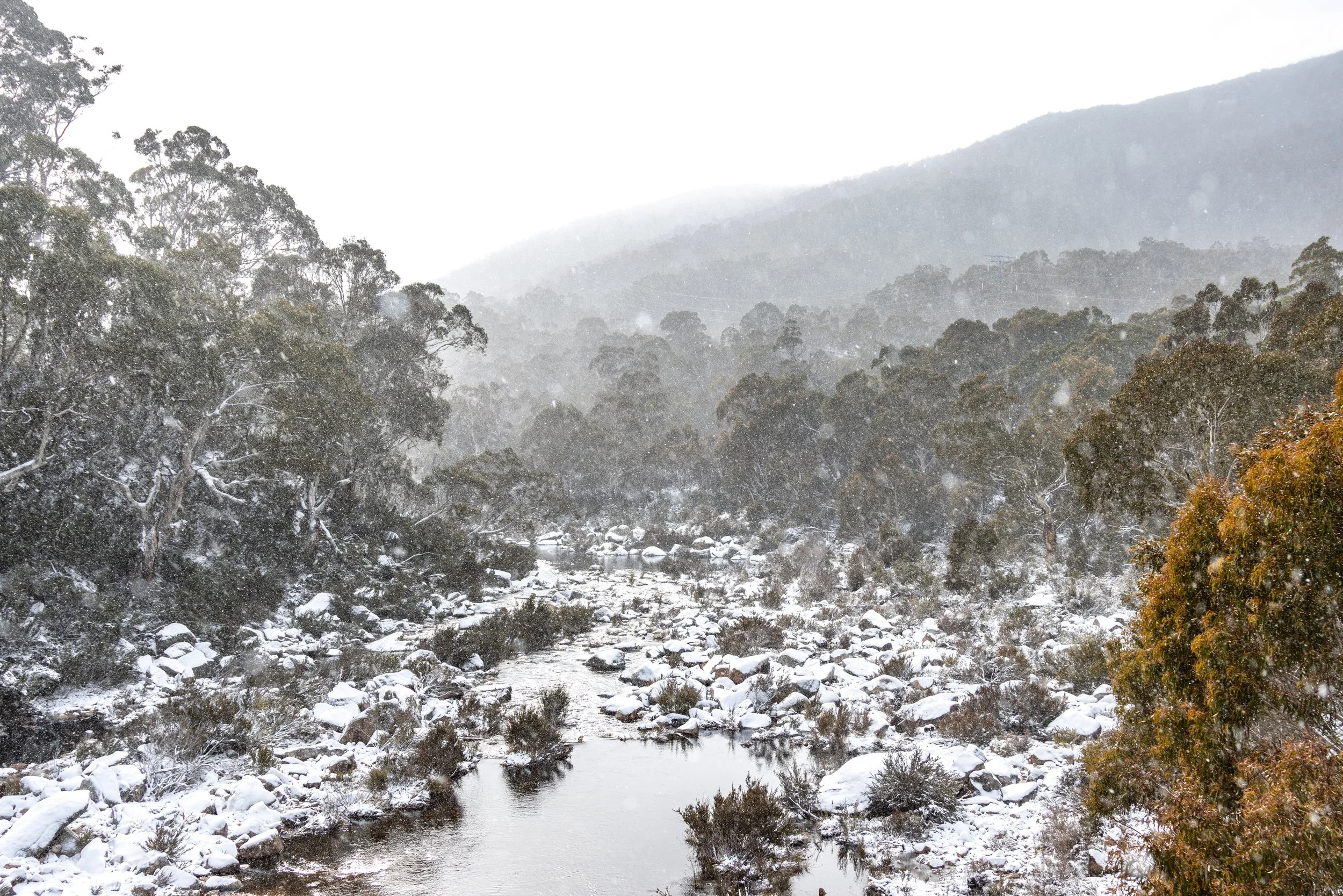 Snow-covered trees and rocks along a river in a mountainous forest during snowfall.