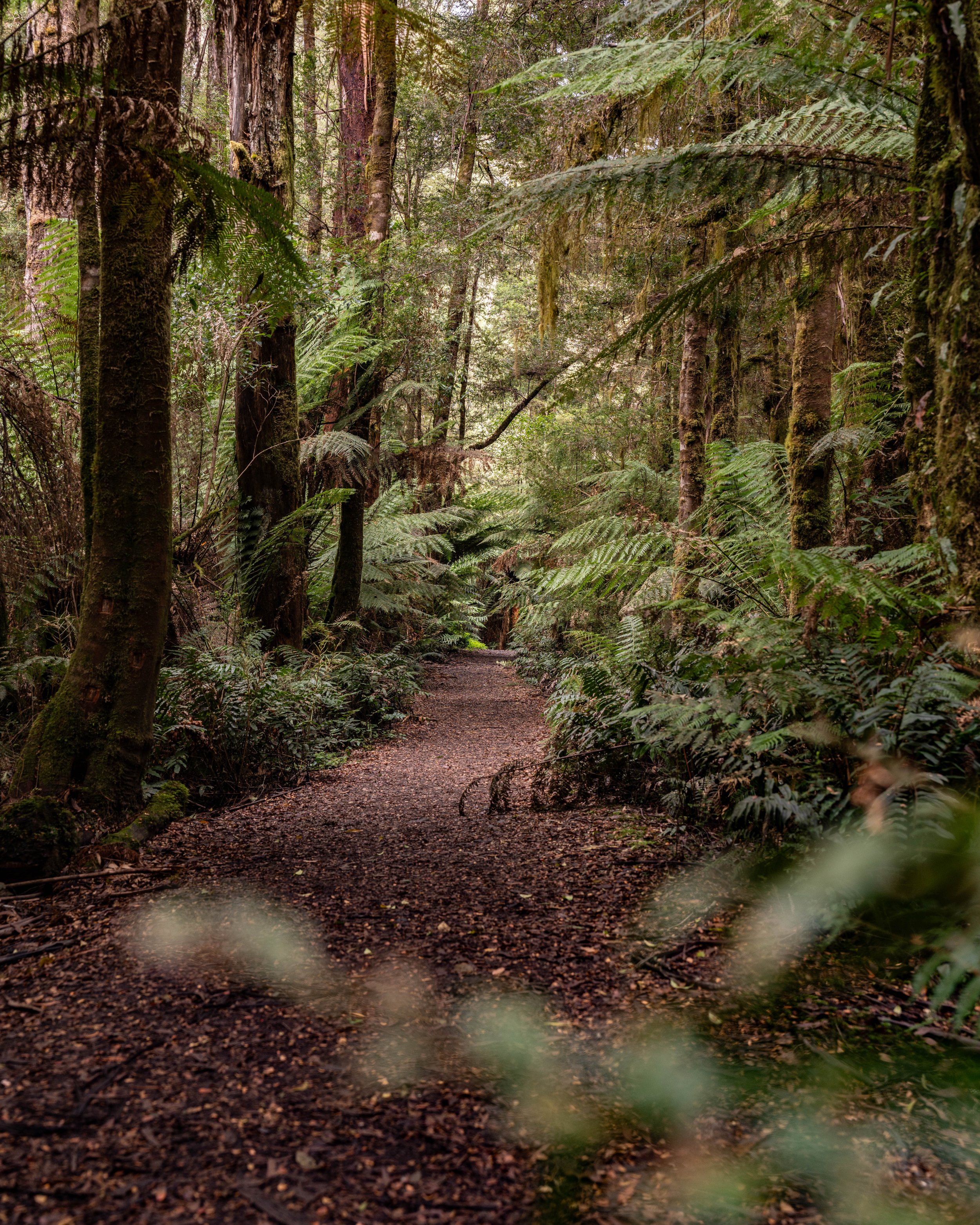 A forest trail lined with tall trees and lush green ferns, with a dirt path winding through dense foliage.