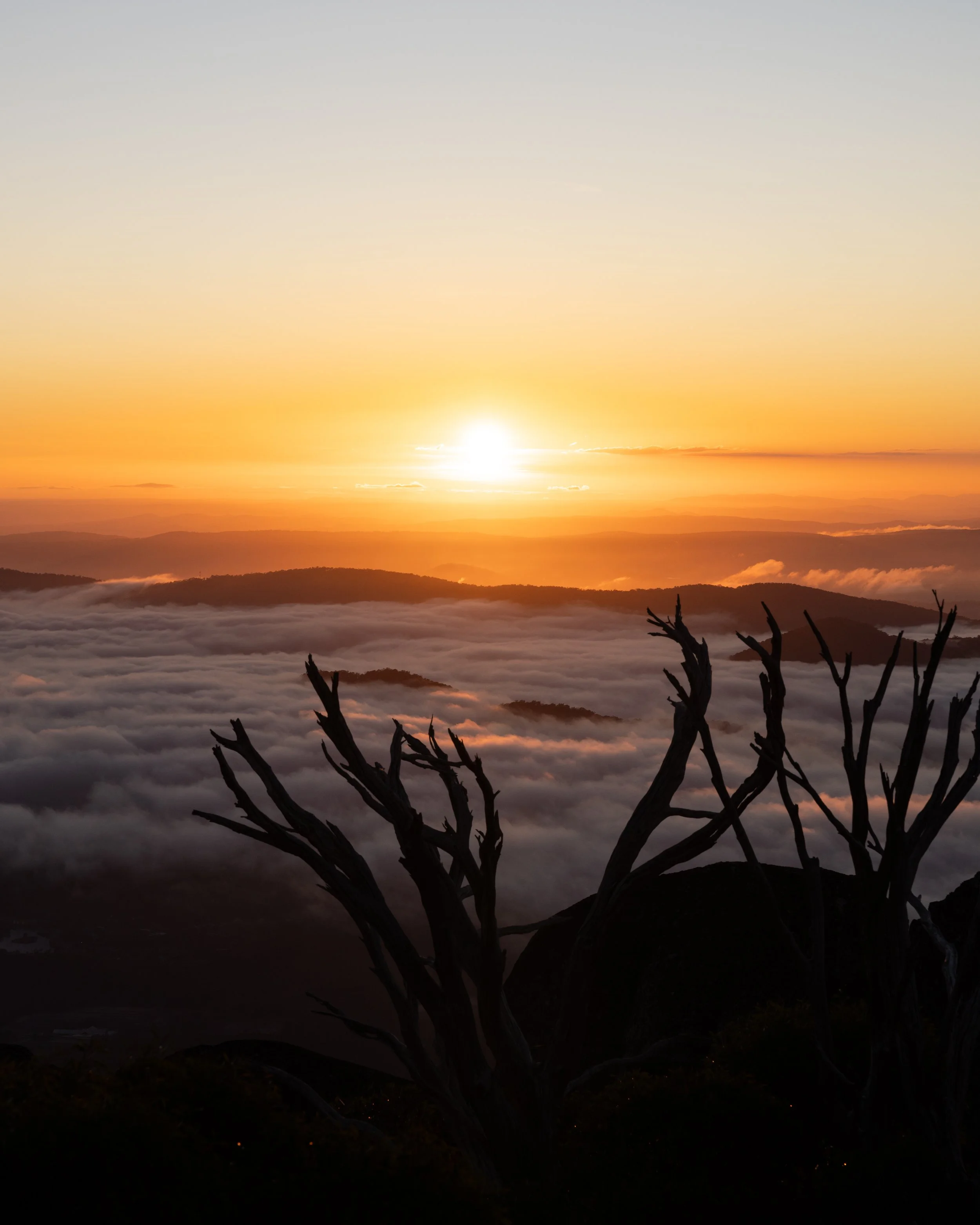Sunrise over a mountain landscape with clouds and a silhouetted tree in the foreground.
