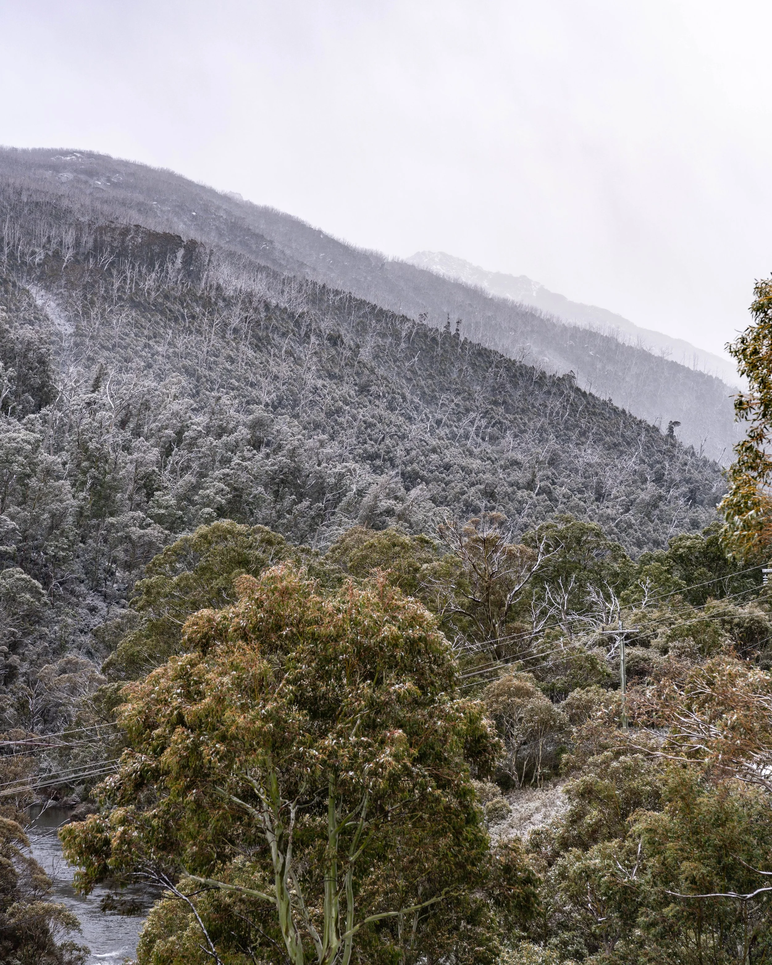 Snow-covered mountains and dense forest of trees with snow on branches and leaves.