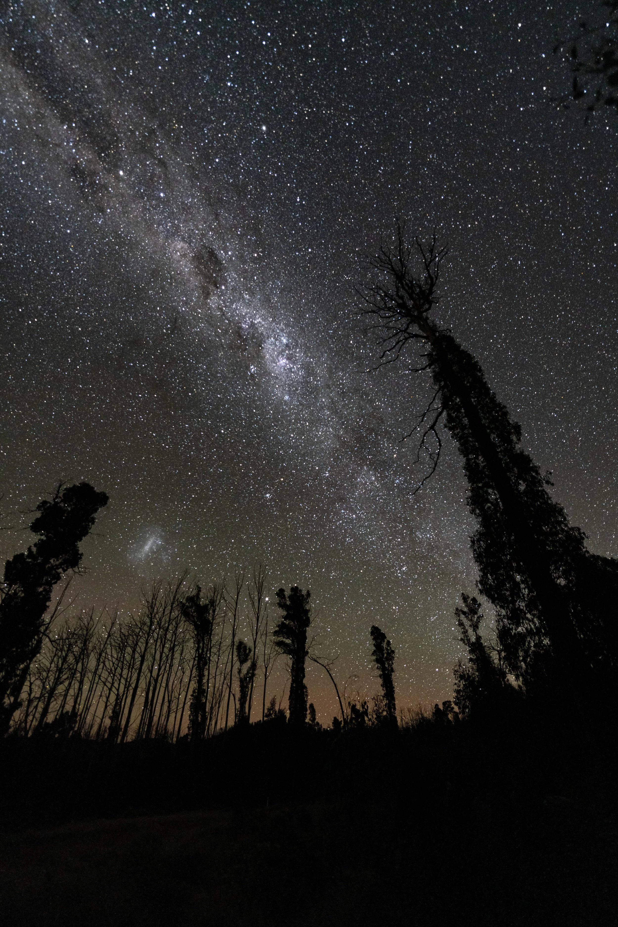 Night sky filled with stars and the Milky Way galaxy, with silhouettes of tall trees in the foreground.