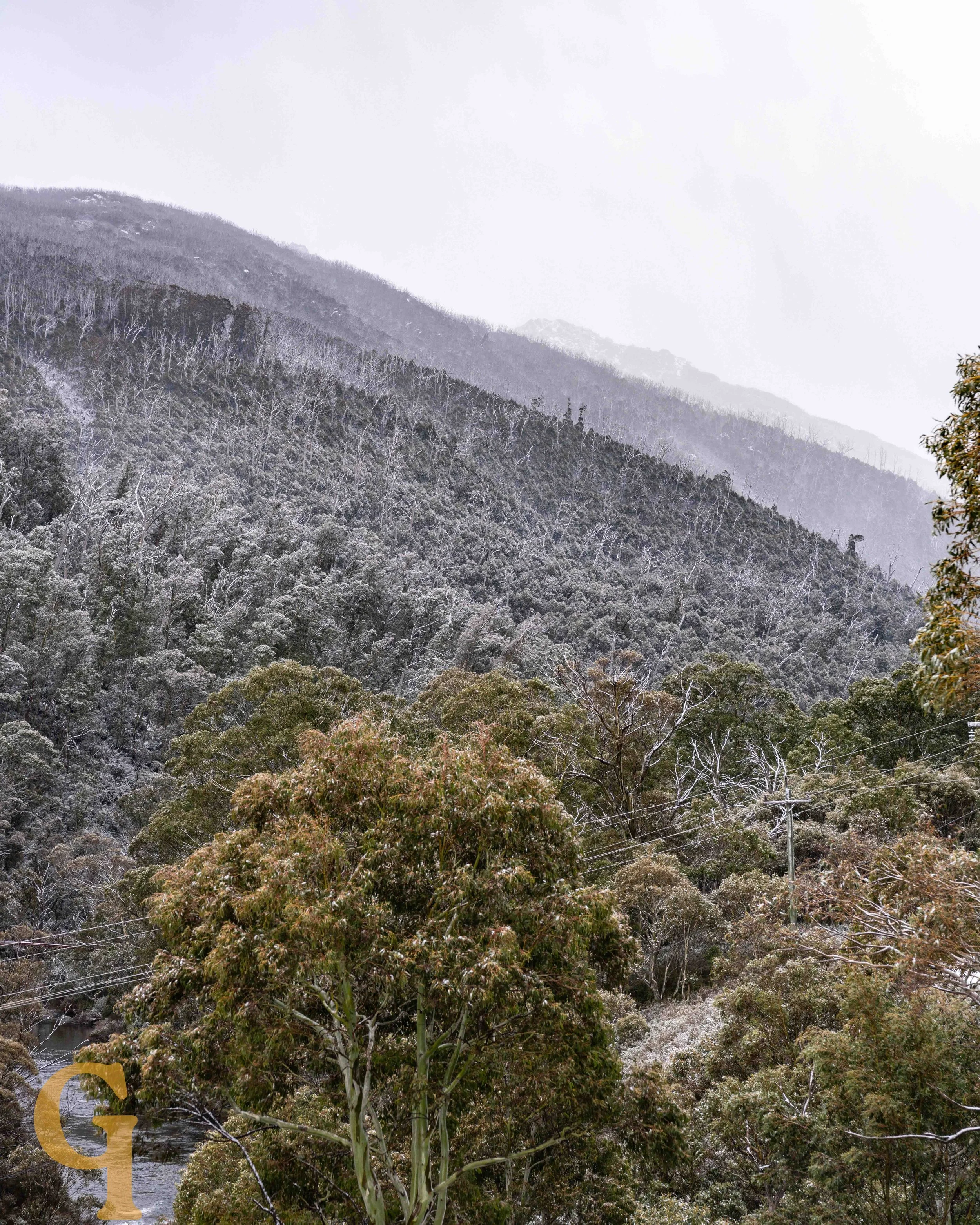 Snow-covered mountains and dense forest of trees with snow on branches and leaves.