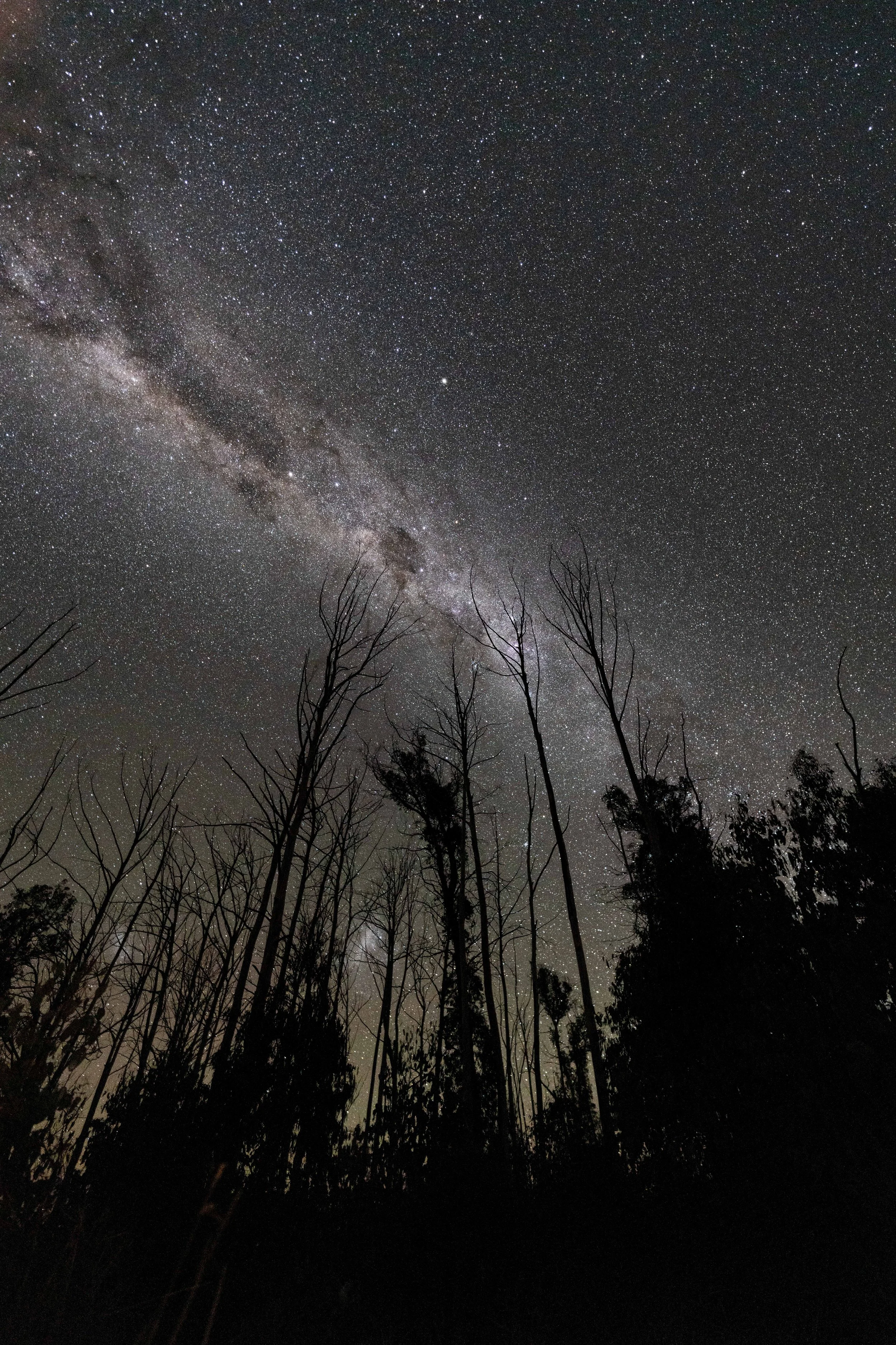 A starry night sky with the Milky Way galaxy visible, above a silhouette of tall, leafless trees.