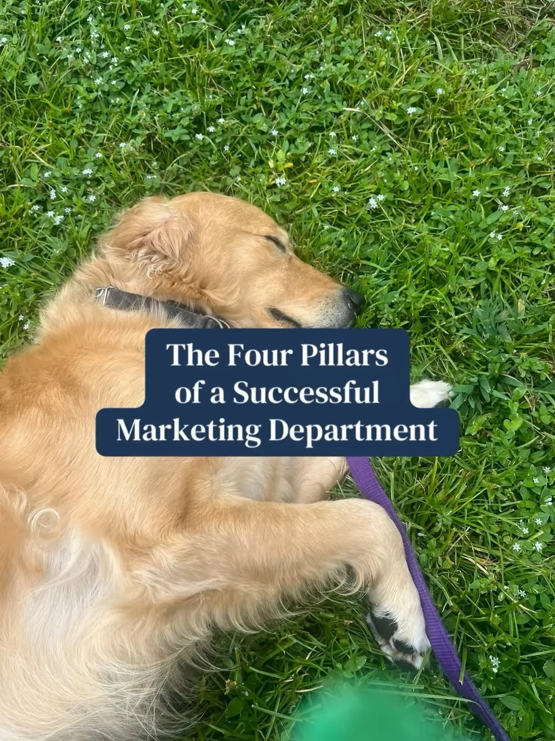 Let&rsquo;s do a quick review on the benefits of each of these pillars. Remember, this is a SEQUENCE. These are not silos to focus on in whatever order you&rsquo;re feeling 😉 

#businessdevelopment #processdocumentation #workflow #marketingoperation